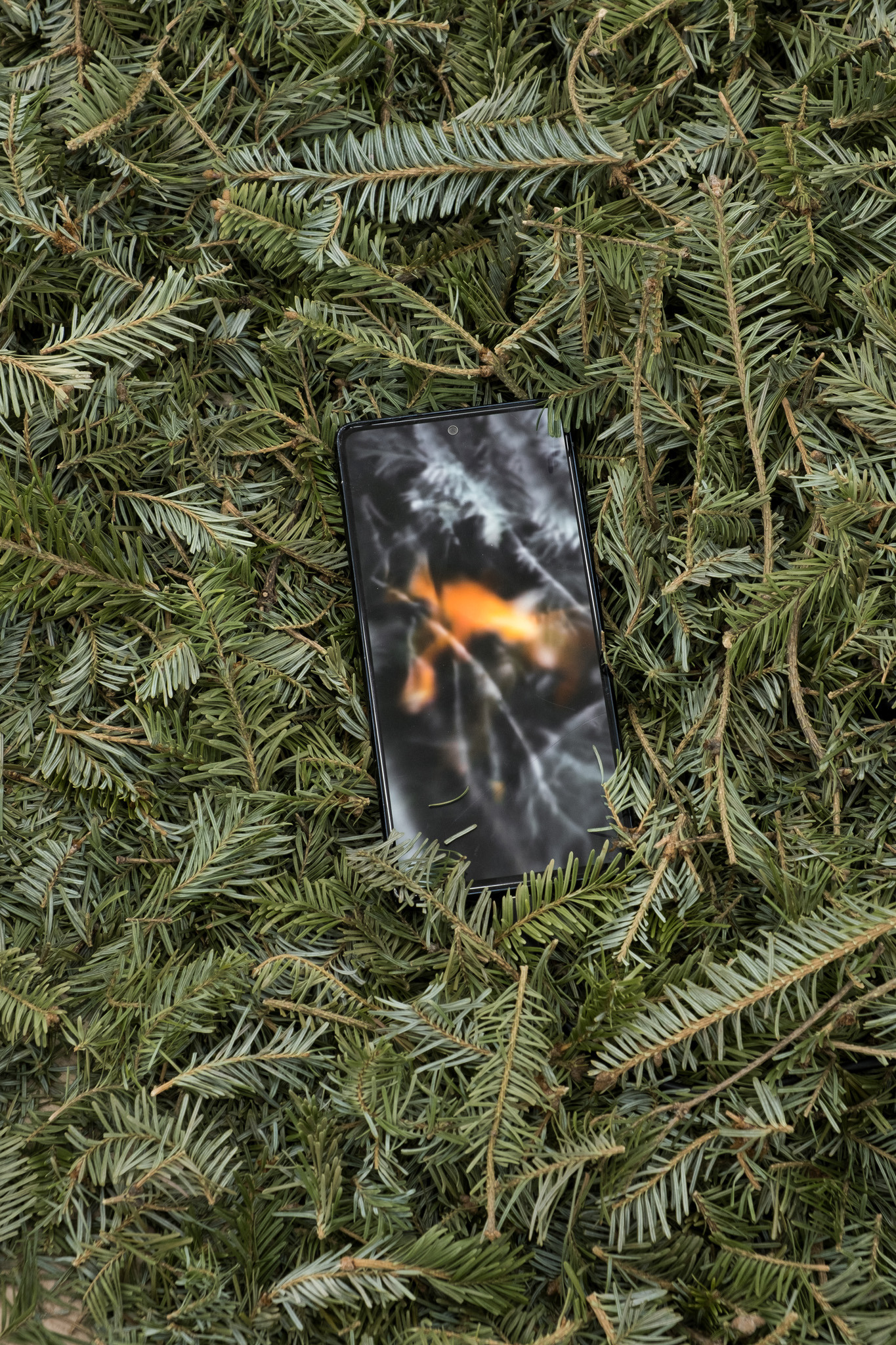 Jura Shust, Coniferous Succession, 2023