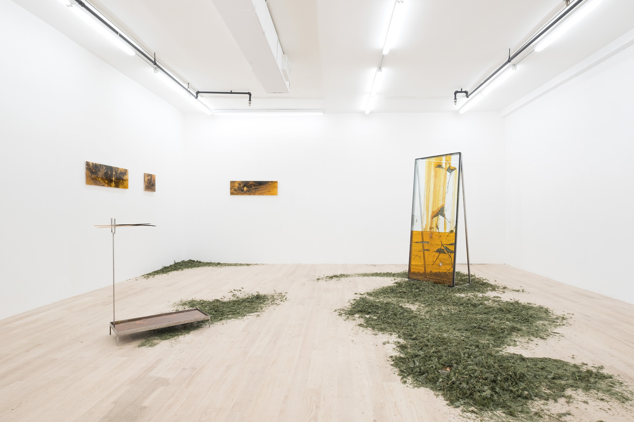 Coniferous Succession, Installation view, Management, New York