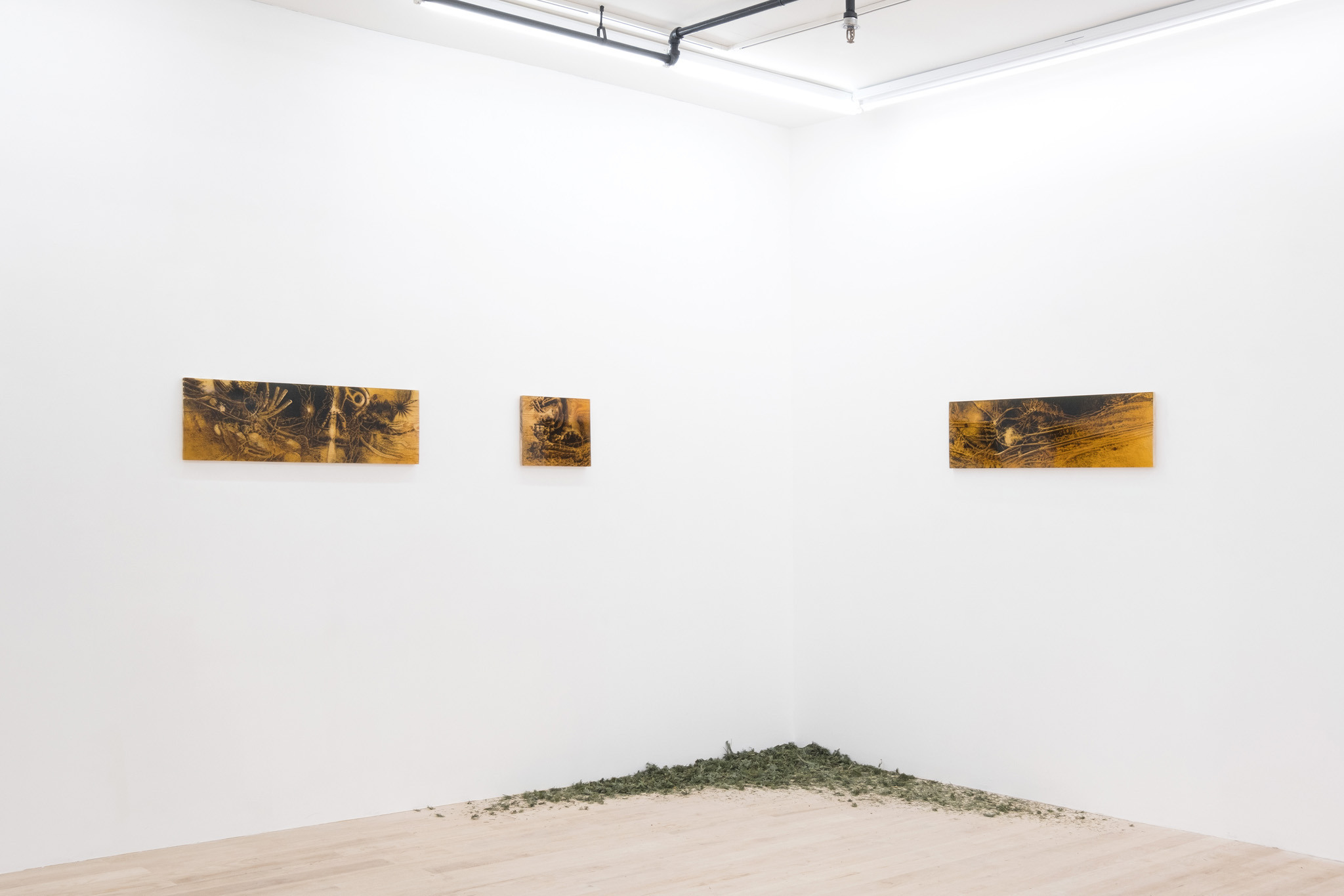 Coniferous Succession, Installation view, Management, New York