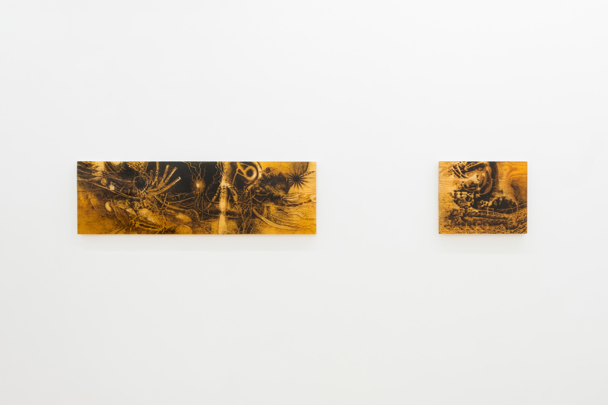 Coniferous Succession, Installation view, Management, New York