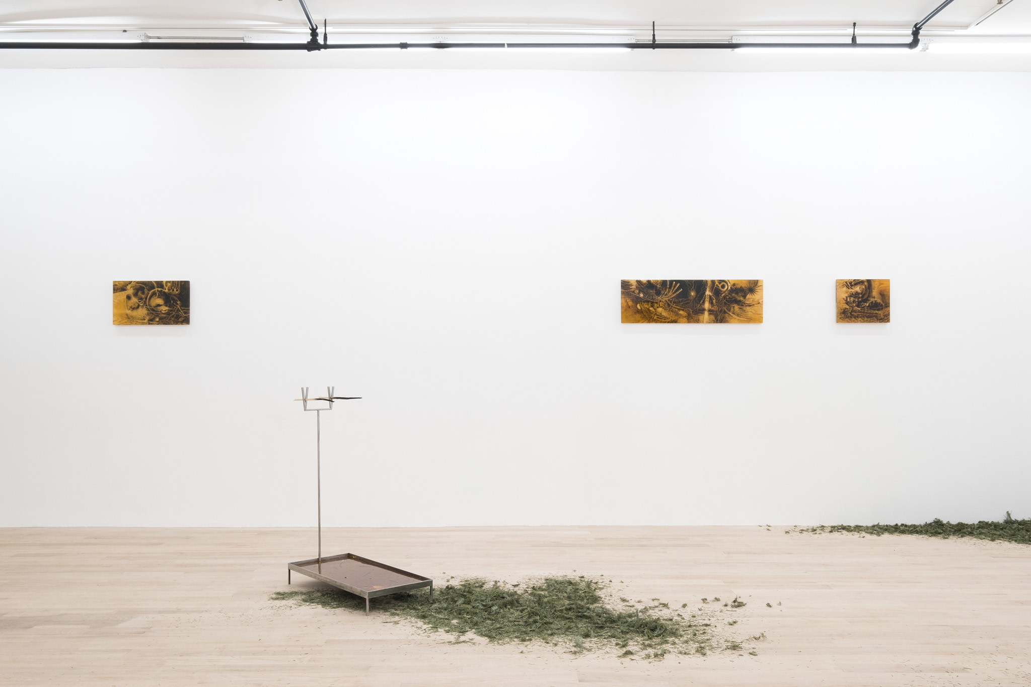 Coniferous Succession, Installation view, Management, New York