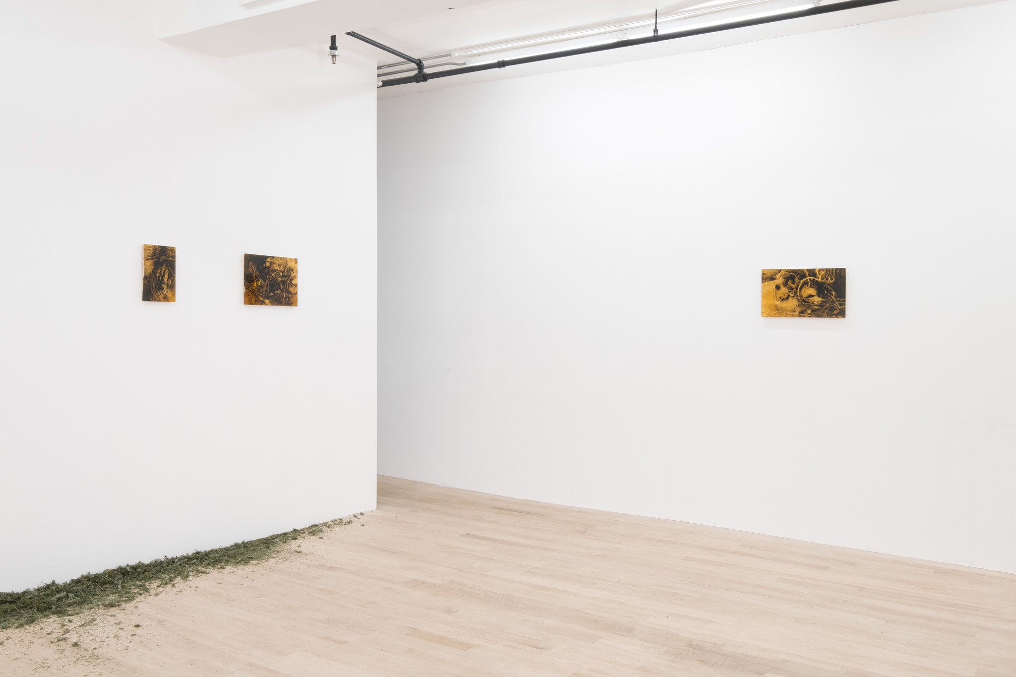 Coniferous Succession, Installation view, Management, New York