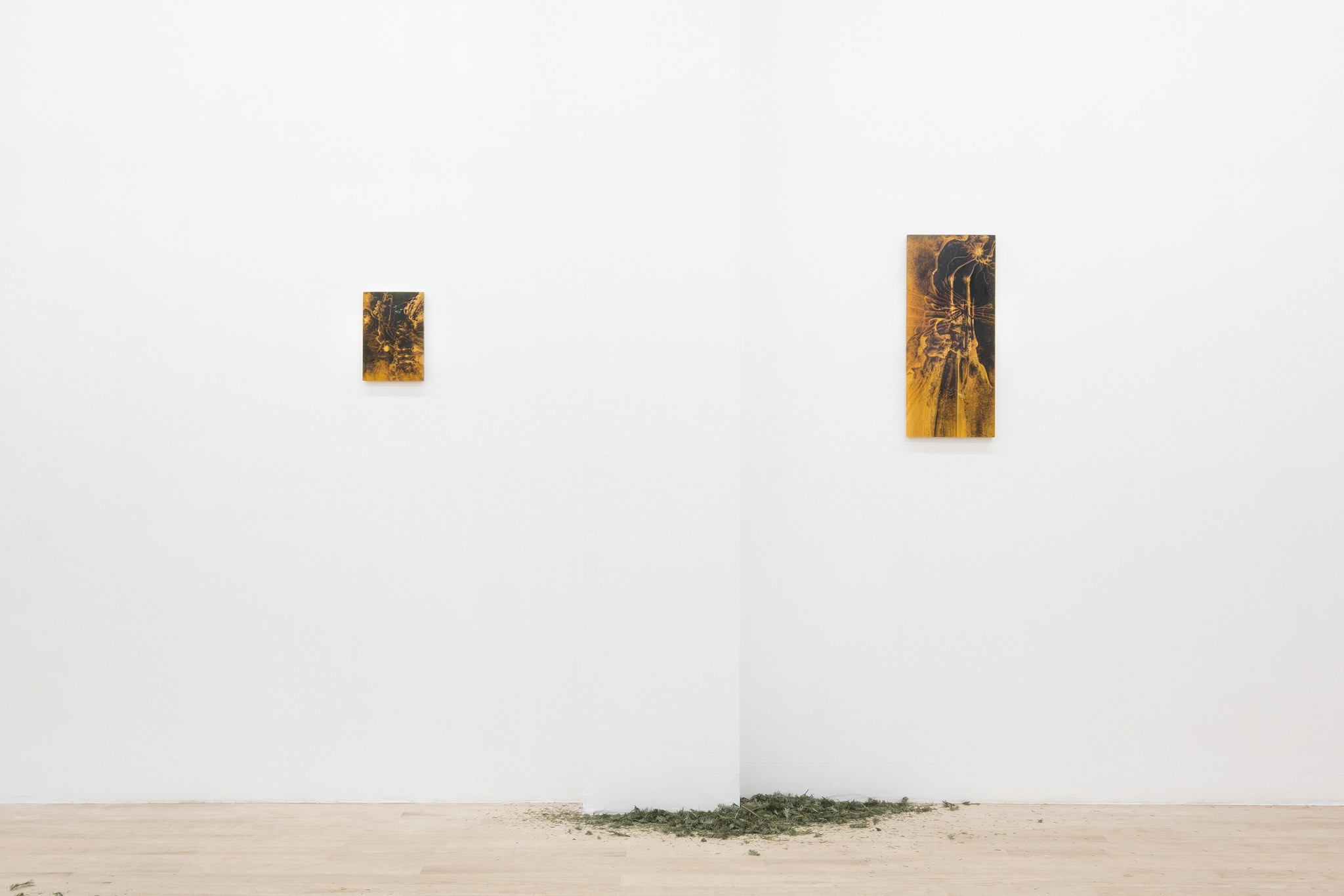 Coniferous Succession, Installation view, Management, New York