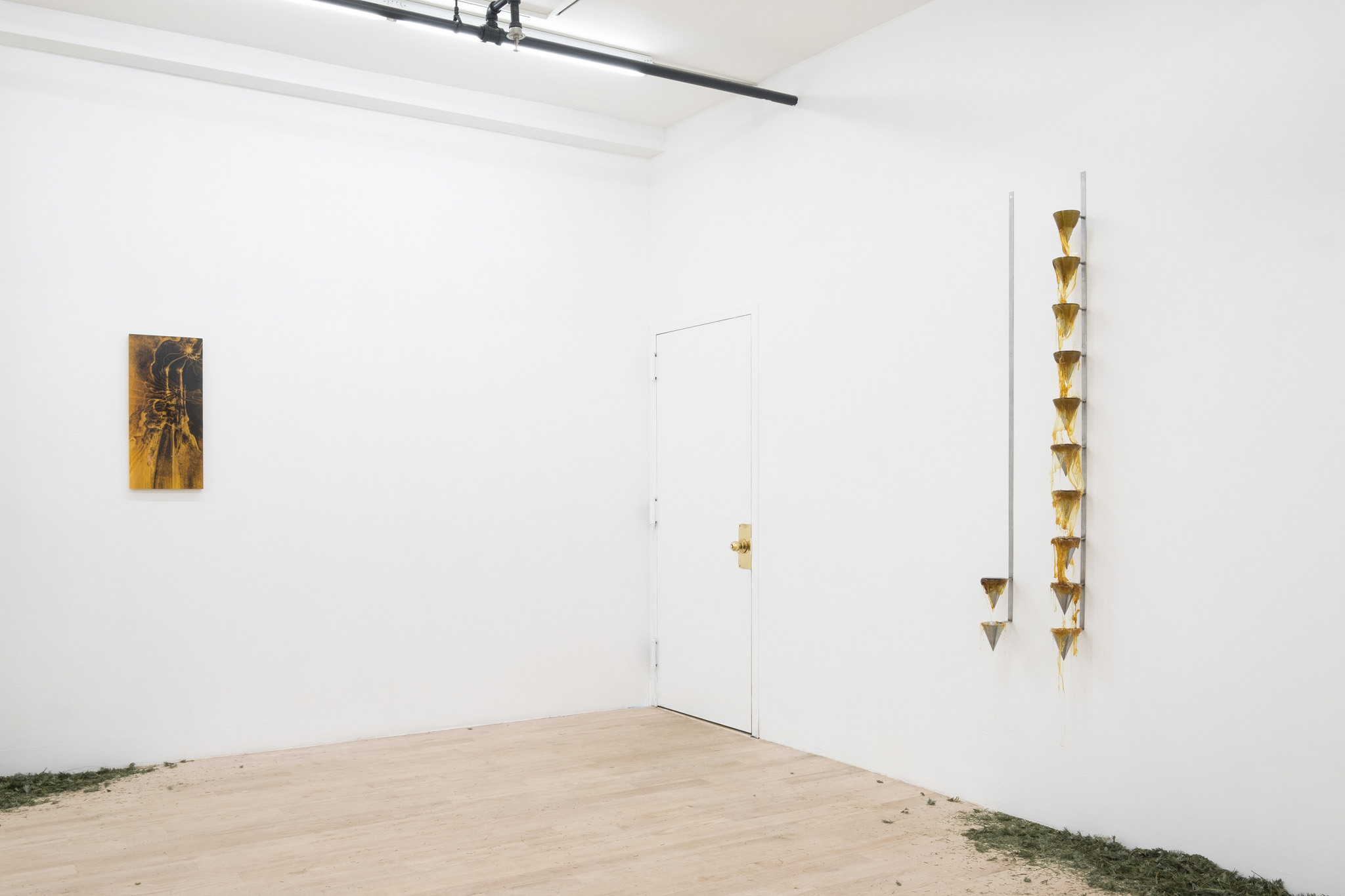Coniferous Succession, Installation view, Management, New York