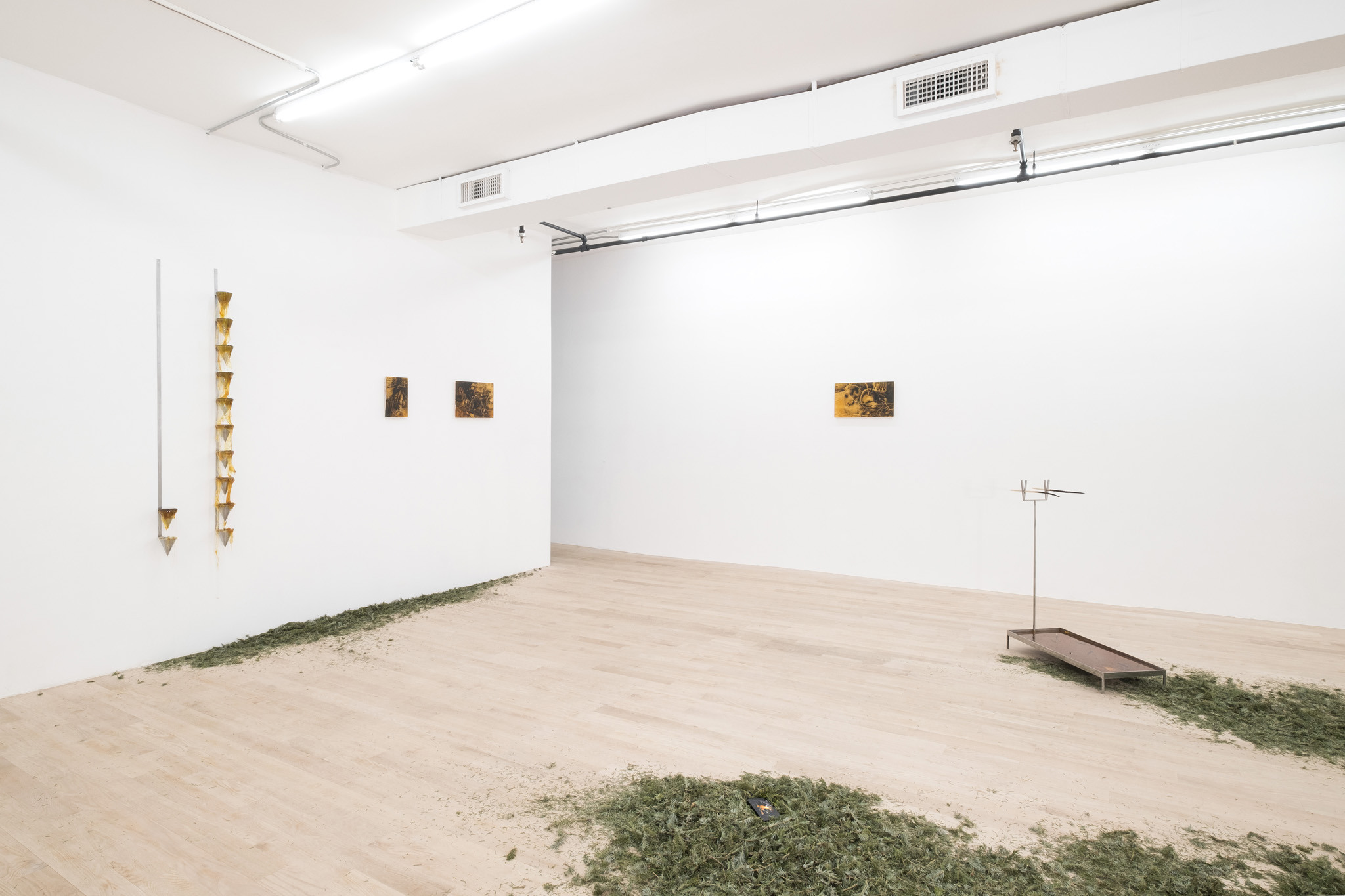 Coniferous Succession, Installation view, Management, New York