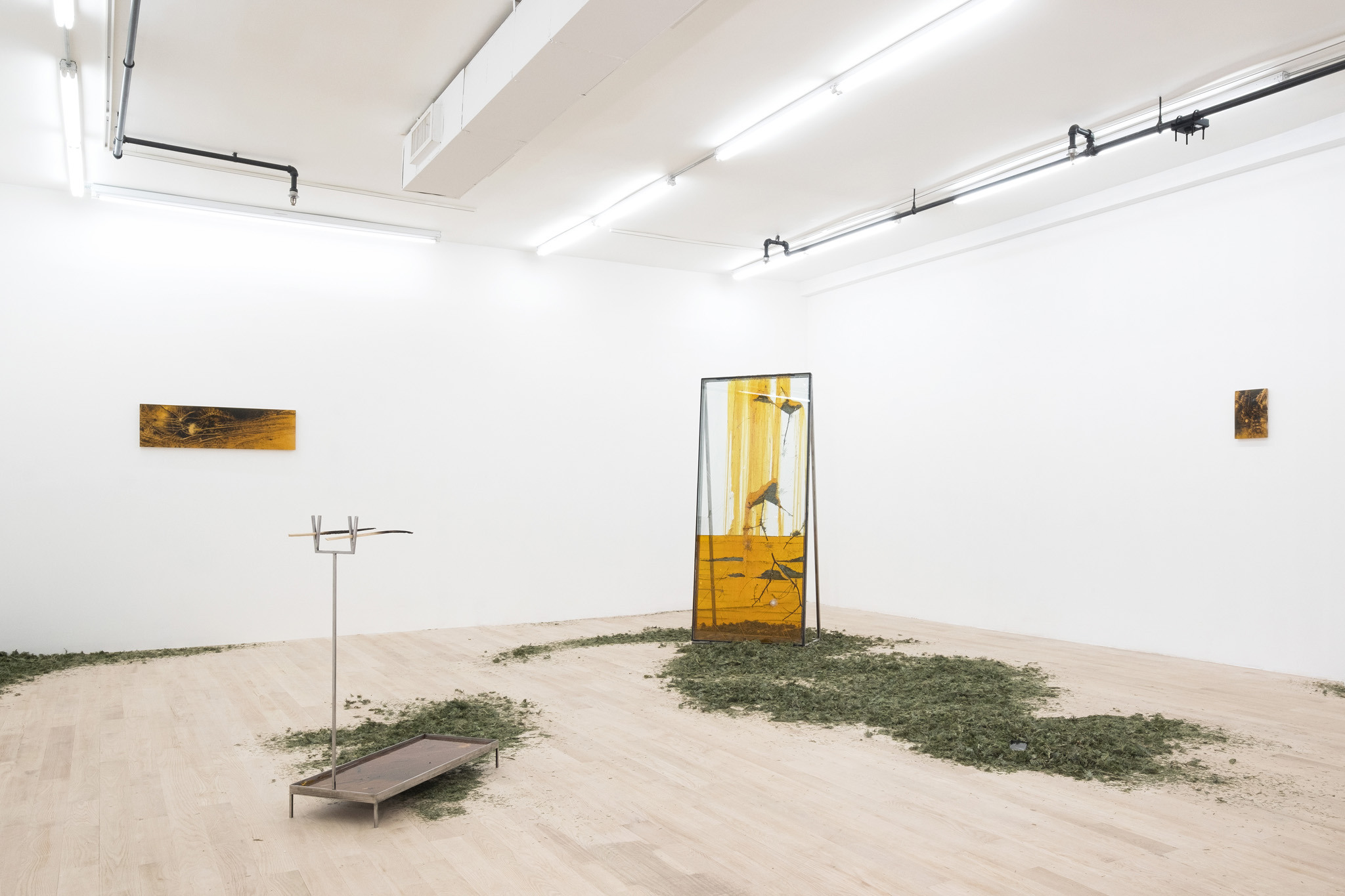 Coniferous Succession, Installation view, Management, New York