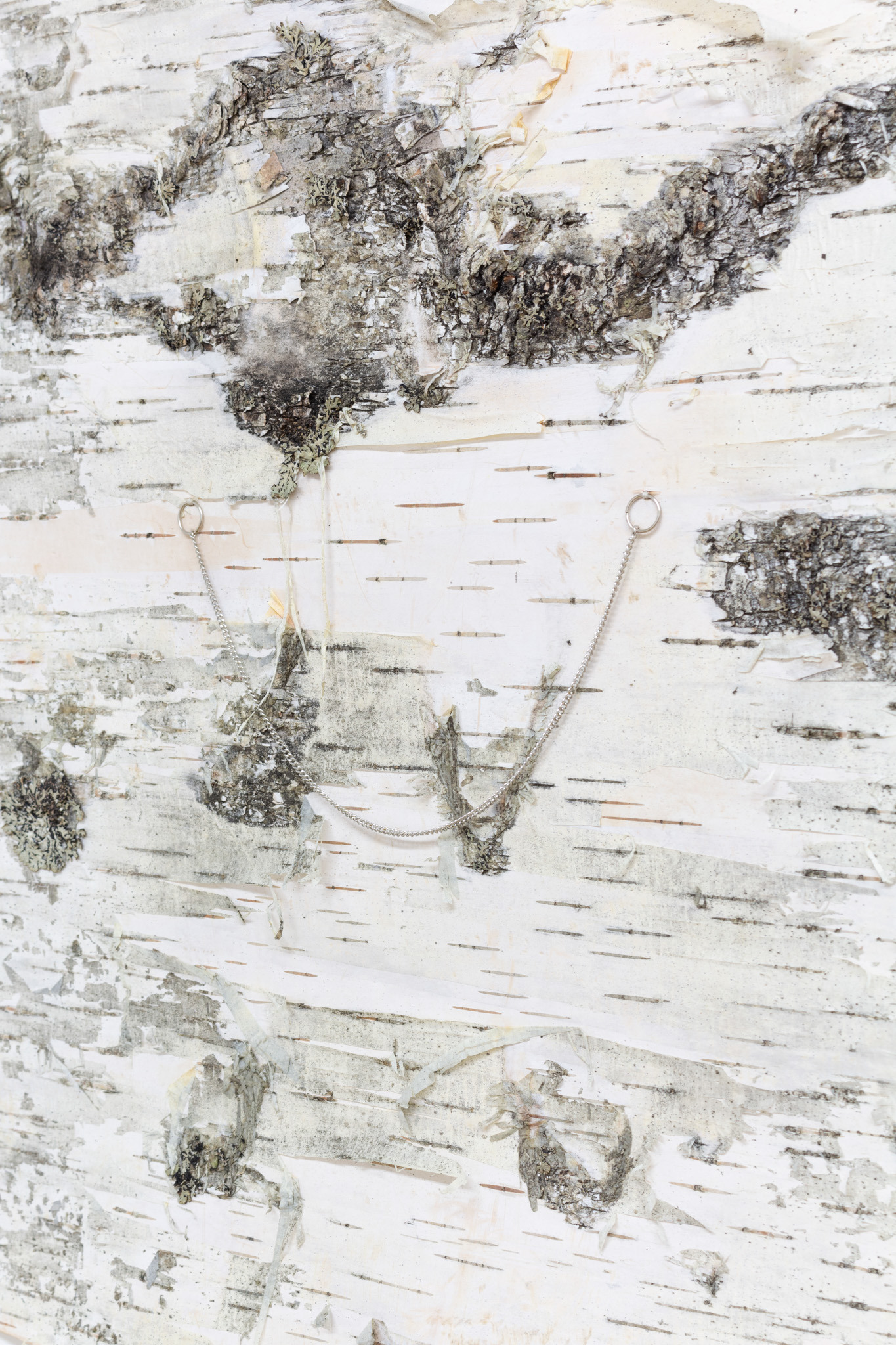 Melanie Wiksell, Draped dwelling, 2022, Birch bark, silver chain, sealing wax, 19.6 x 19.6 in