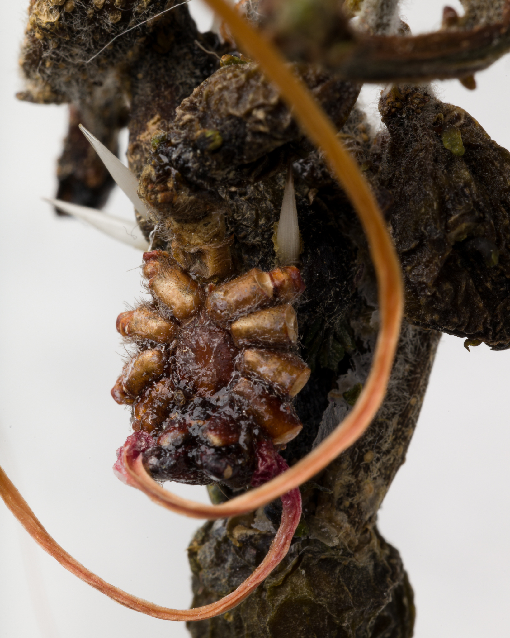 Laura Hjort Jensen, "Lonesome Town Potato", hedgehog spikes, human hair, copper wire, spider corpse, thistle fluff, protea leaves, 2023