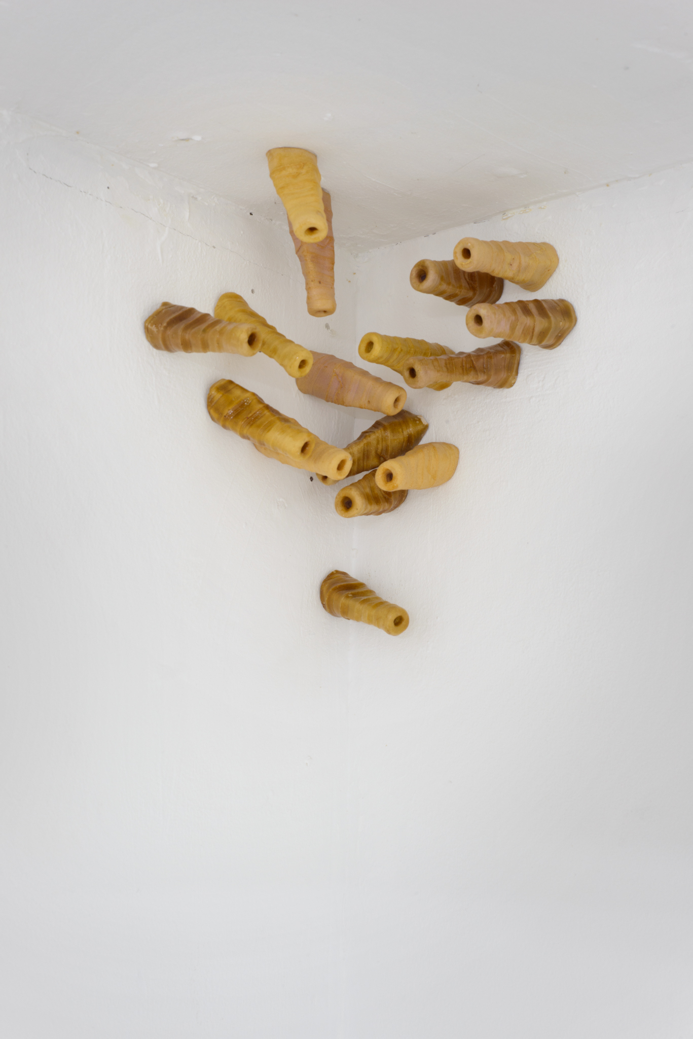Chantal van Rijt, Tiny Tube-Dwellers, plaster imprints of a sea snail shell, shellac varnish, 2022