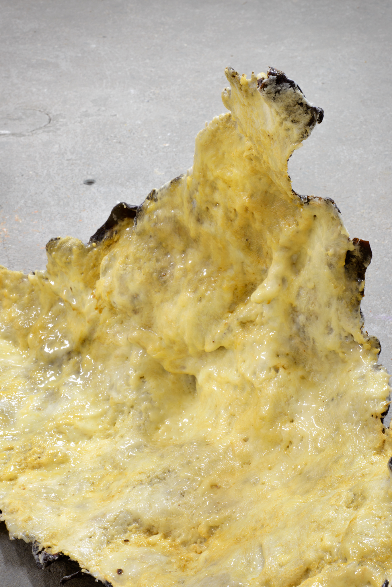 Chantal van Rijt, Les Bestioles, secretion of Kerria lacca insects, beewax, plant fibre, 2023