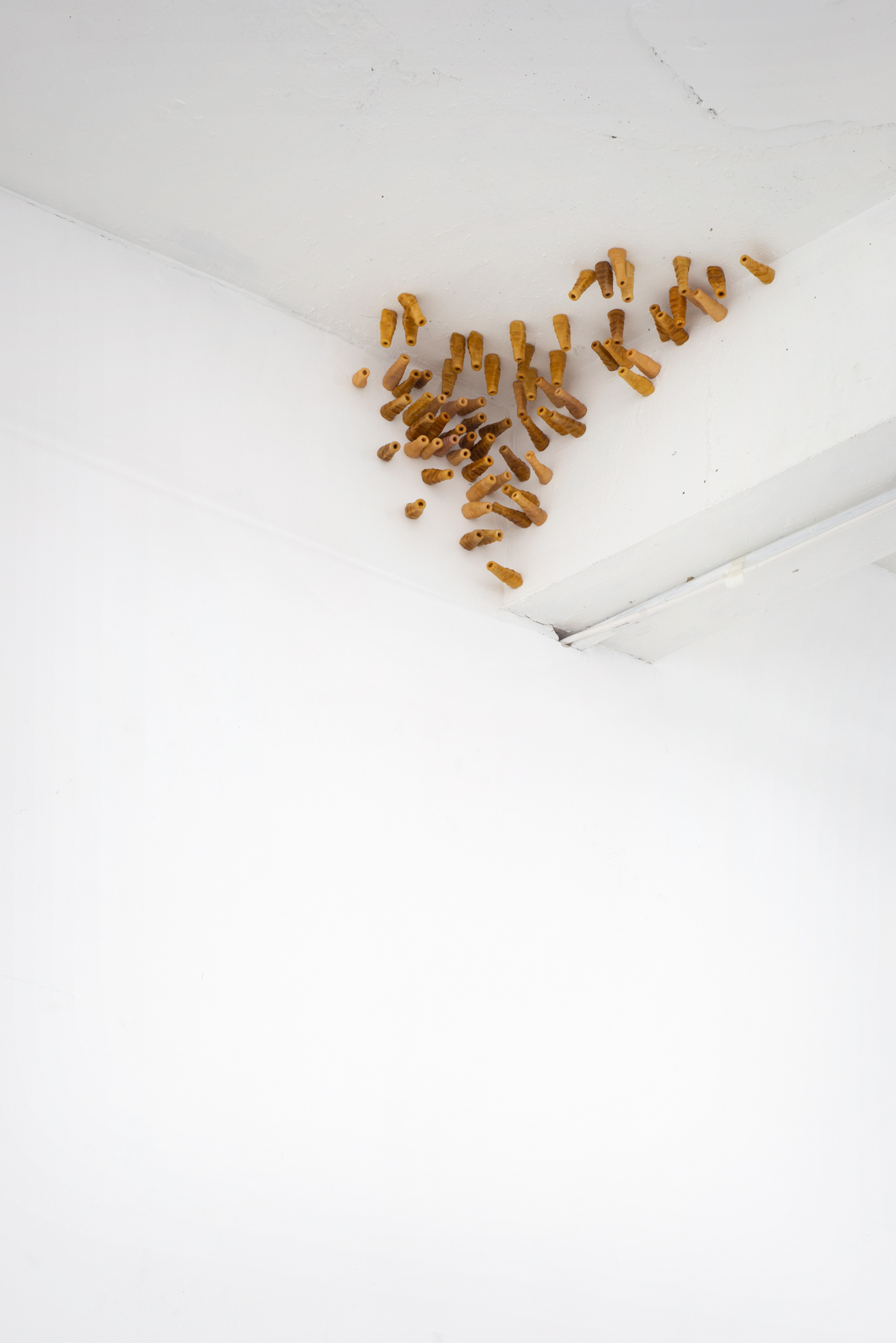 Chantal van Rijt, Tiny Tube-Dwellers, plaster imprints of a sea snail shell, shellac varnish, 2022