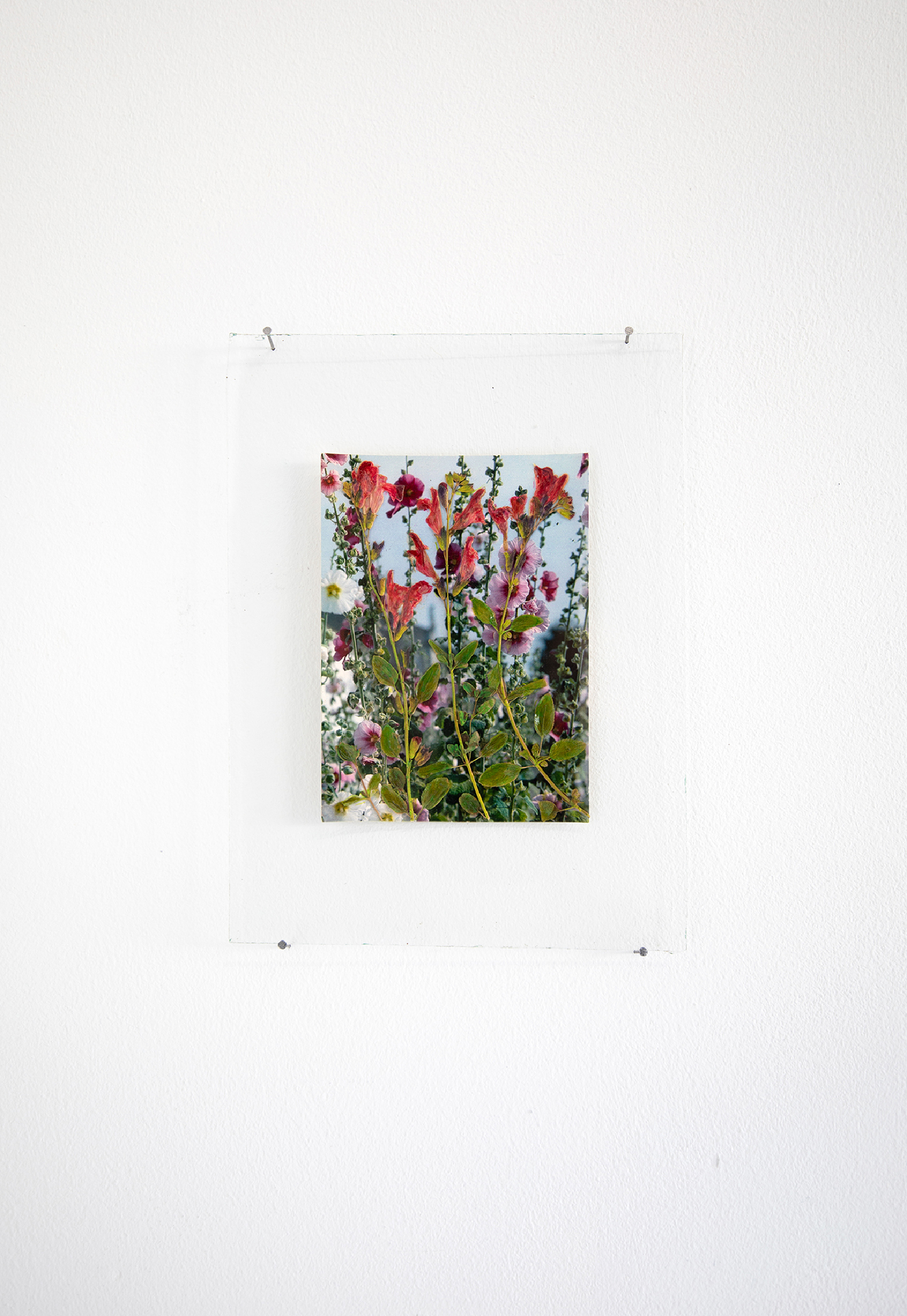 After CÃ´te de BeautÃ©, 2021, dried flowers and acrylic paint on postcard, 10,4x14,2 cm