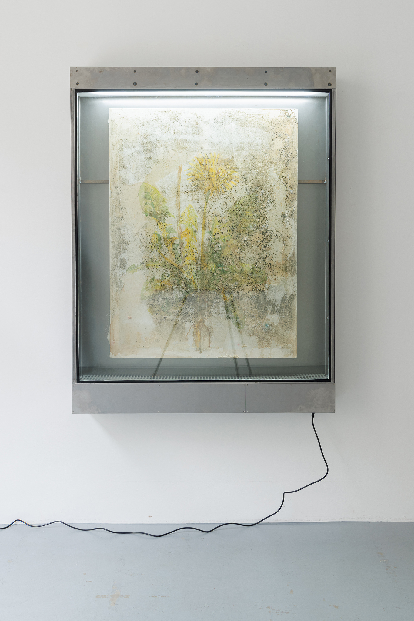 Vincent Scheers, Incubator study II, 2023, steel, glass, hacked egg incubator, watercolour on nettle cloth, agar-agar, various fungi and bacteria, 160 x 122 x 20 cm