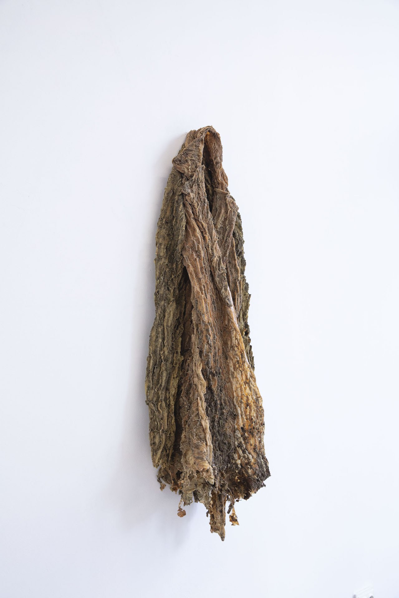 Jina Shin, The skin of a tree <series 1>, 2023, natural latex, dimensions variable 