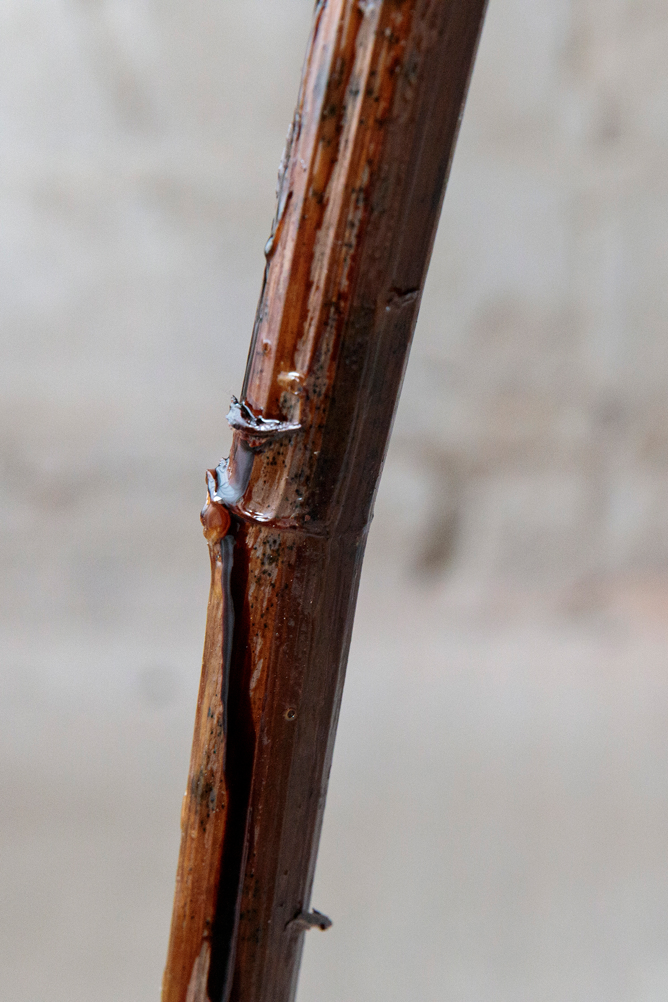 "Cut open in half. See what’s inside.", exhibition view: Galvanie Galerie, photos: Lukas Pürmayr