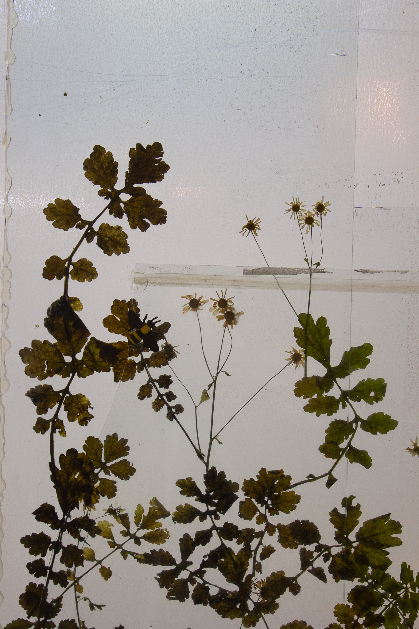 Benedict Reinhold (untitled), 2023 glas, flowers, leaves