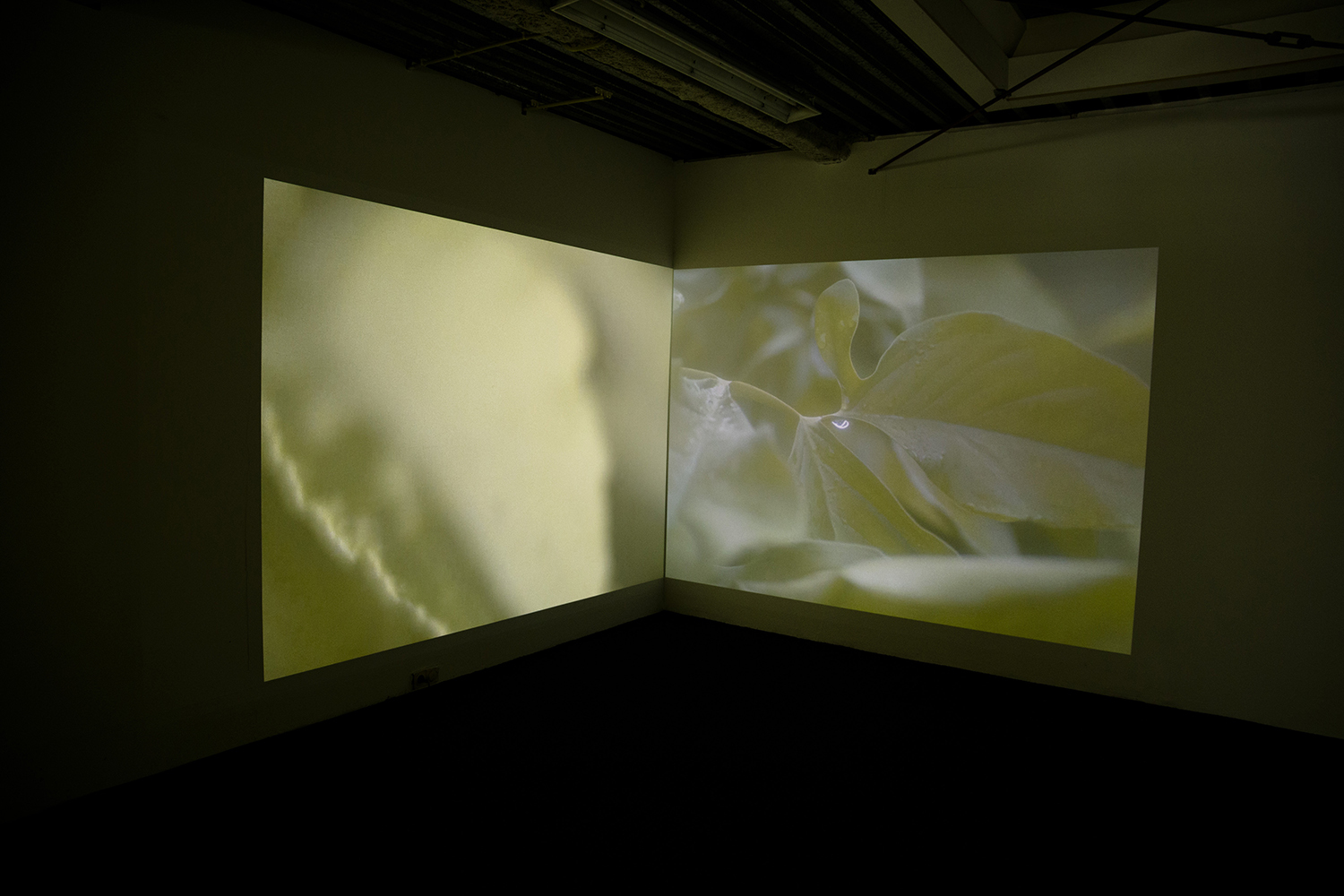 The guest, the ghost & the host