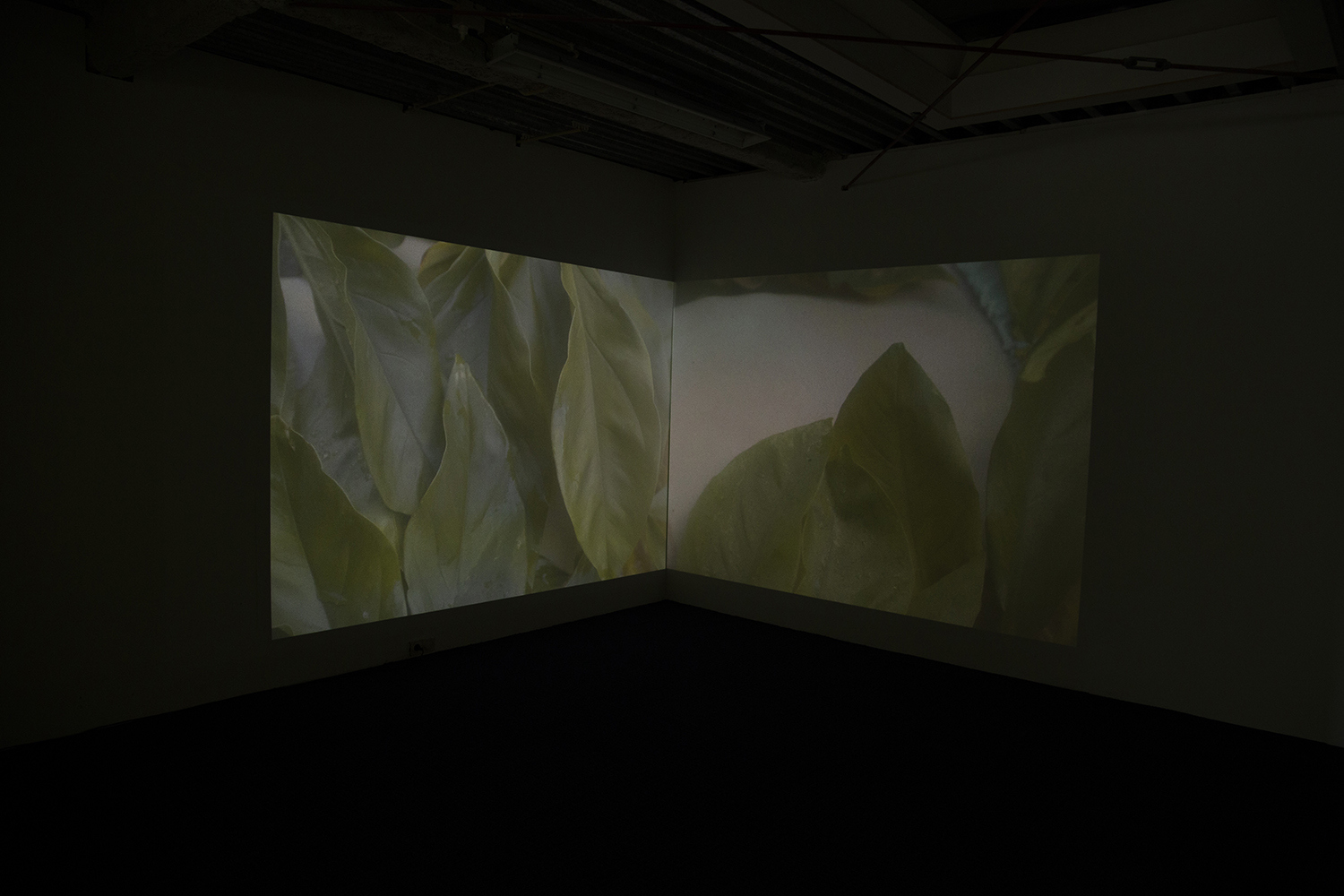 The guest, the ghost & the host