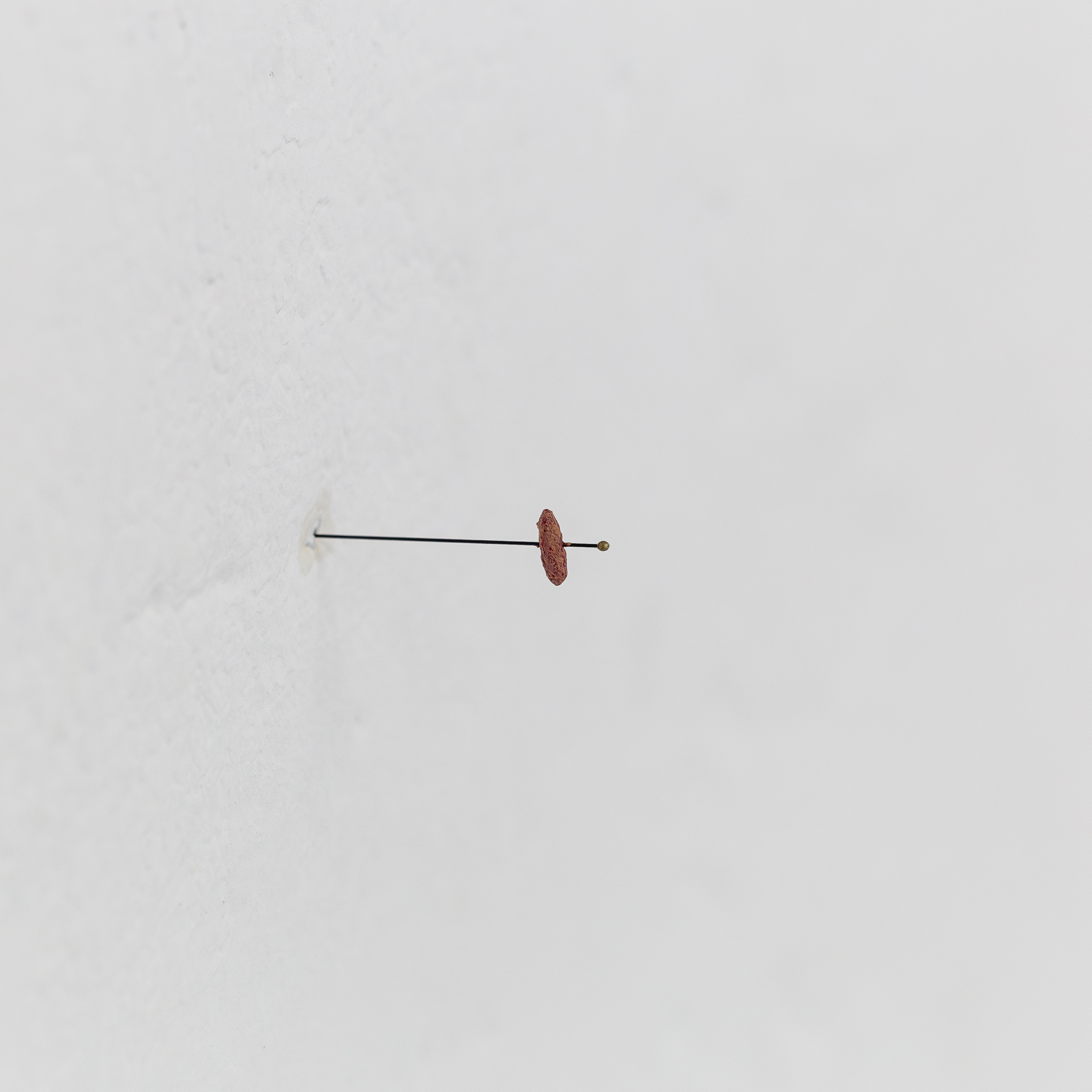 Ludovic Hadjeras Langue des oiseaux, 2023 Bird tongue, 0,3 x 0,5 x 0,2 cm
