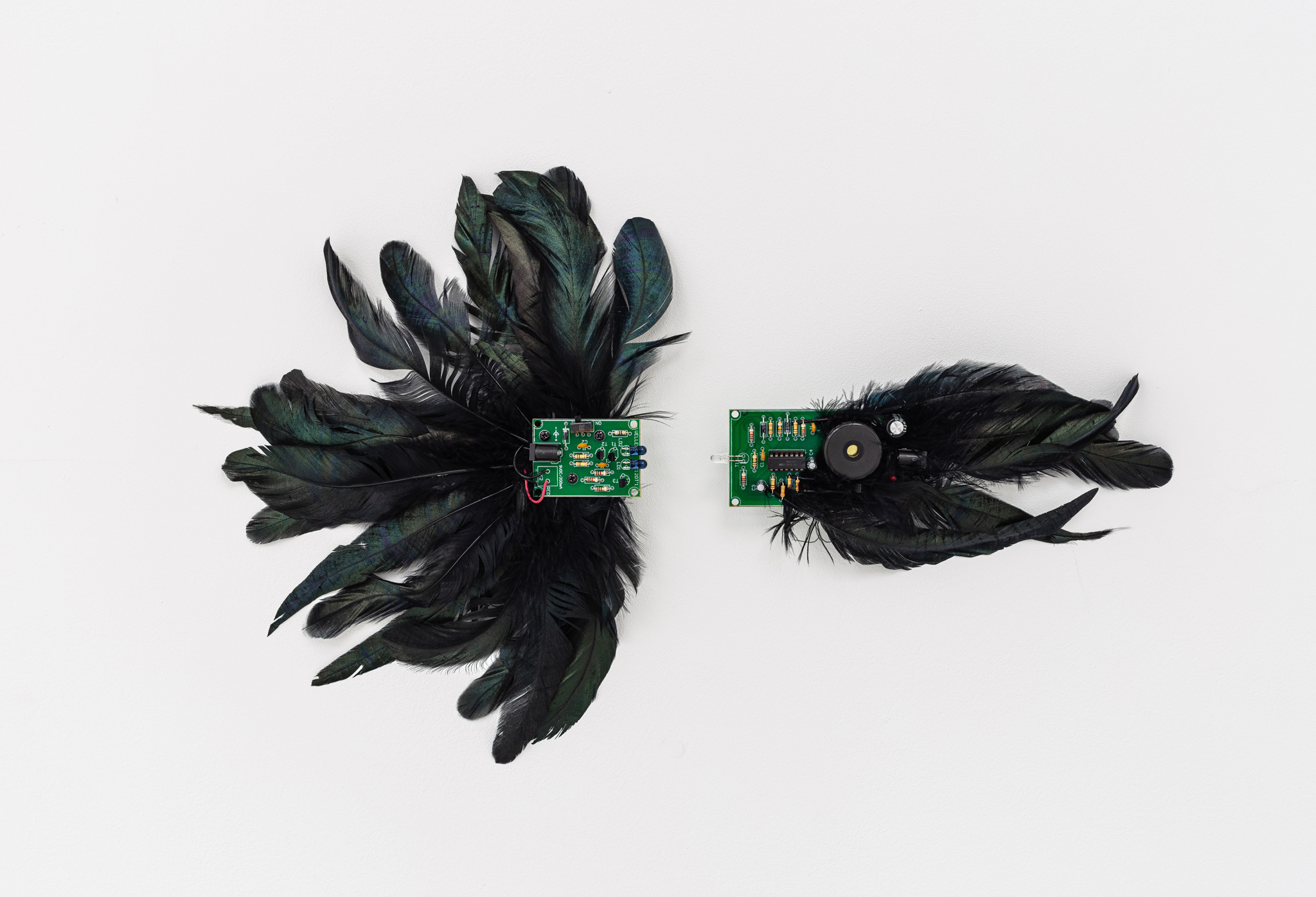 Ludovic Hadjeras Chant du cygne, 2020 Infrared emitter, infrared receiver, rooster feathers, Dimensions variables