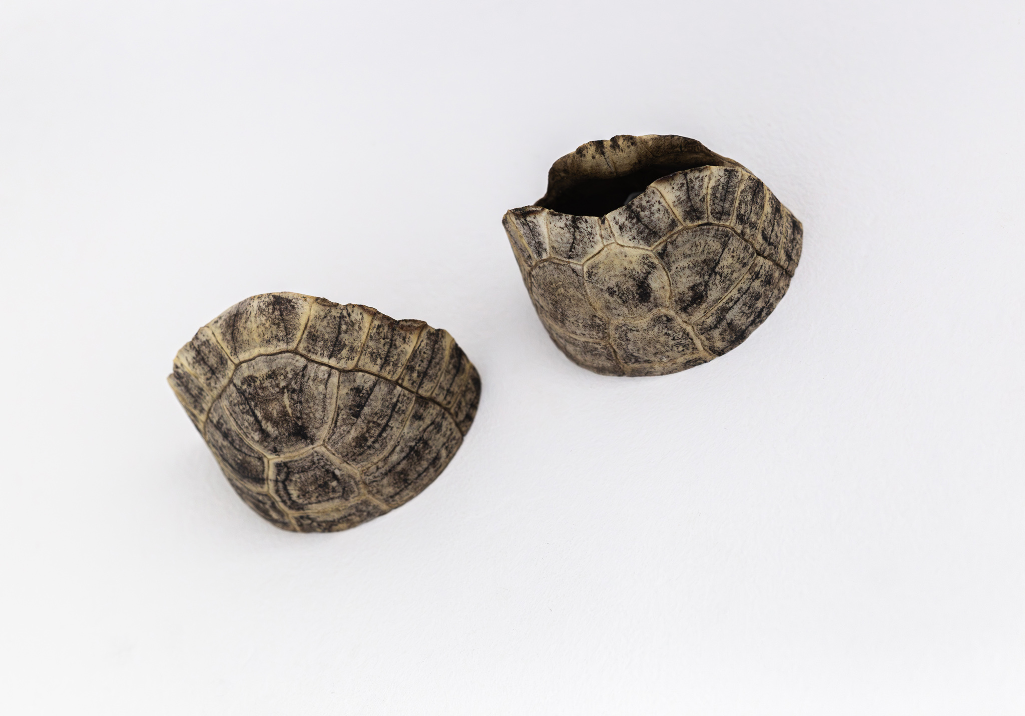 Ludovic Hadjeras Nids d’hirondelles, 2023 Moorish tortoise shell, 27 x 12 x 15 cm