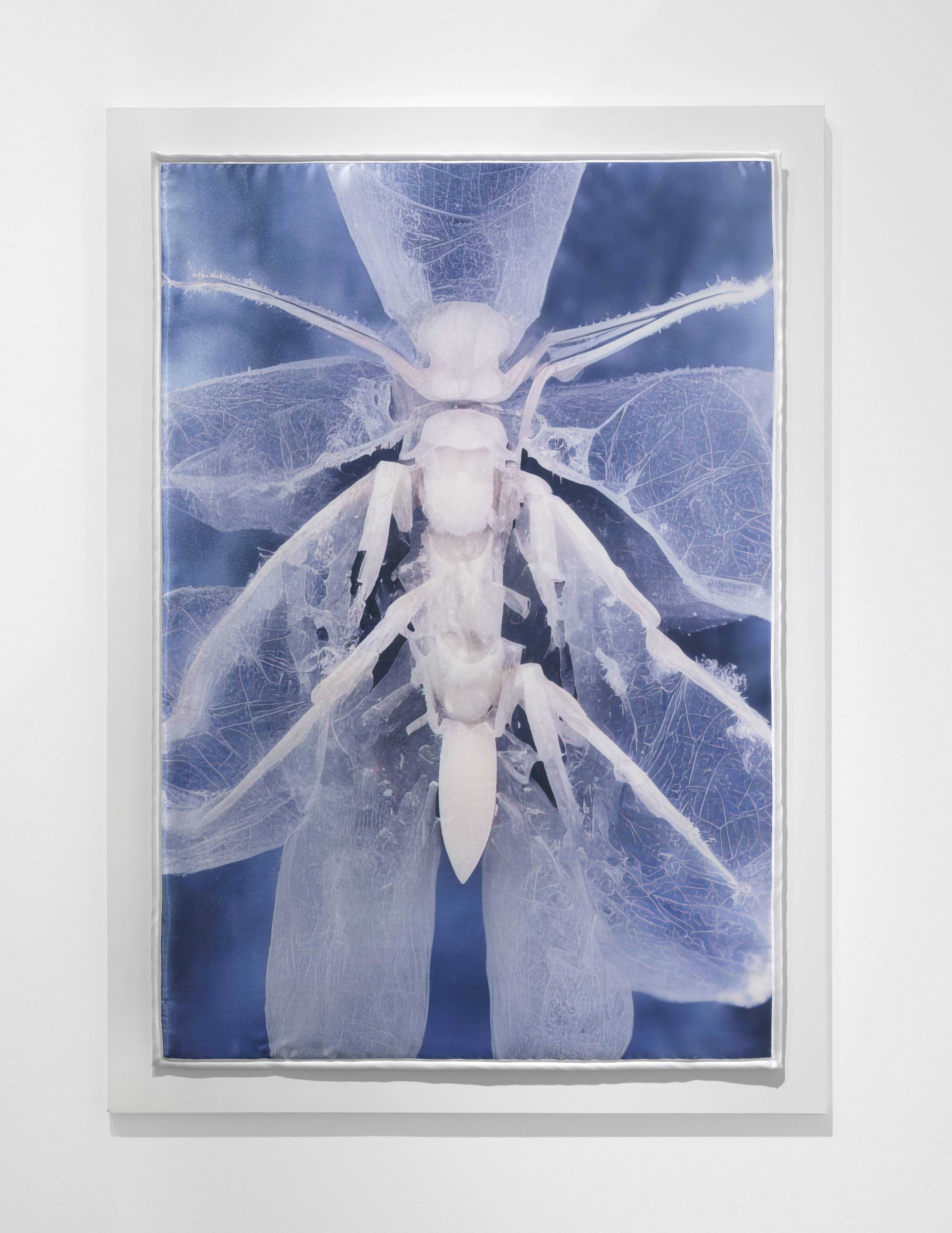 Mary-Audrey Ramirez, Forced Amnesia, installation view (Frozen food, satin print, 2022), Kunsthalle Gießen, 2023 © Günzel Rademacher
