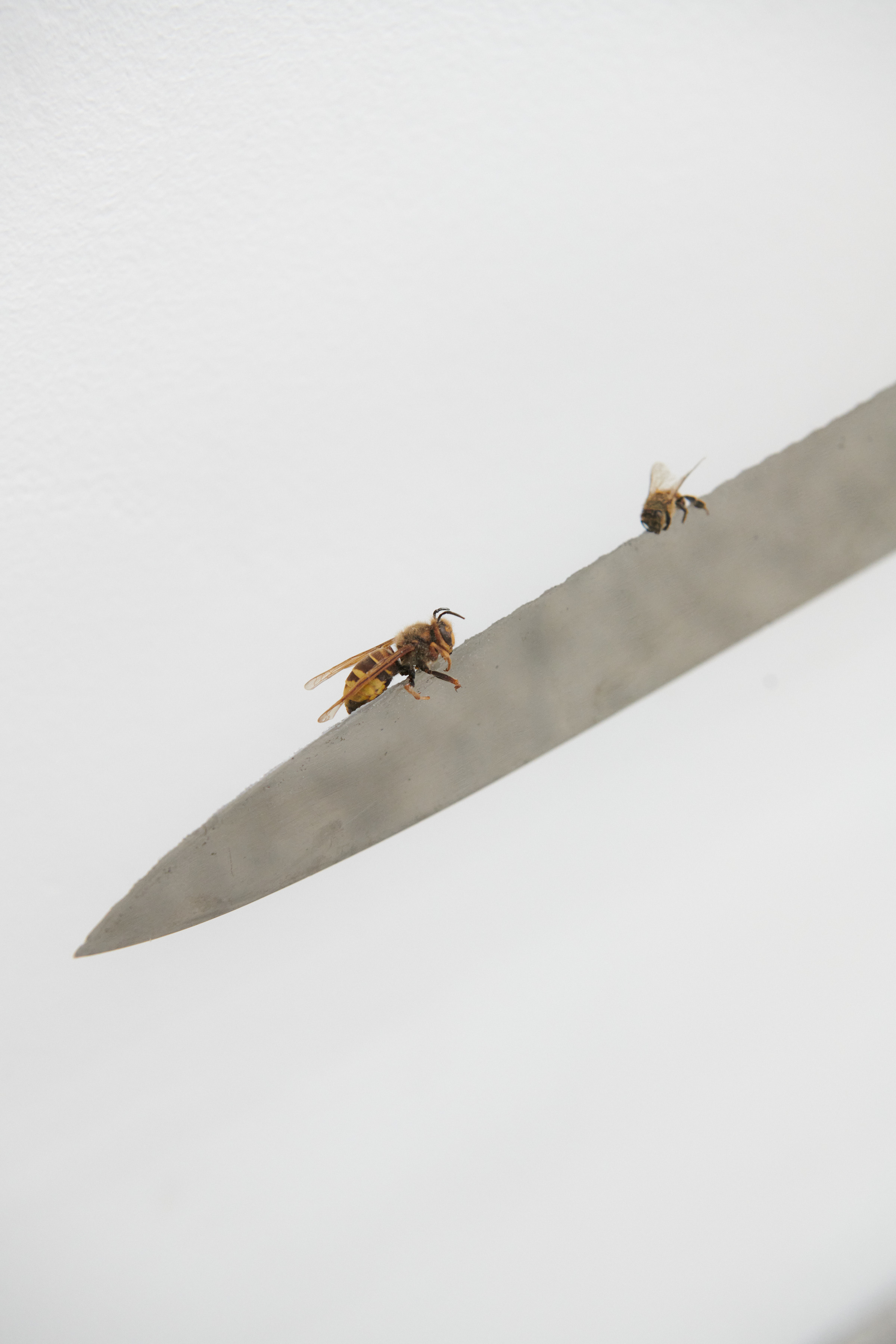 Wasp and bee on knife detail, 2022, Vincent Sheers