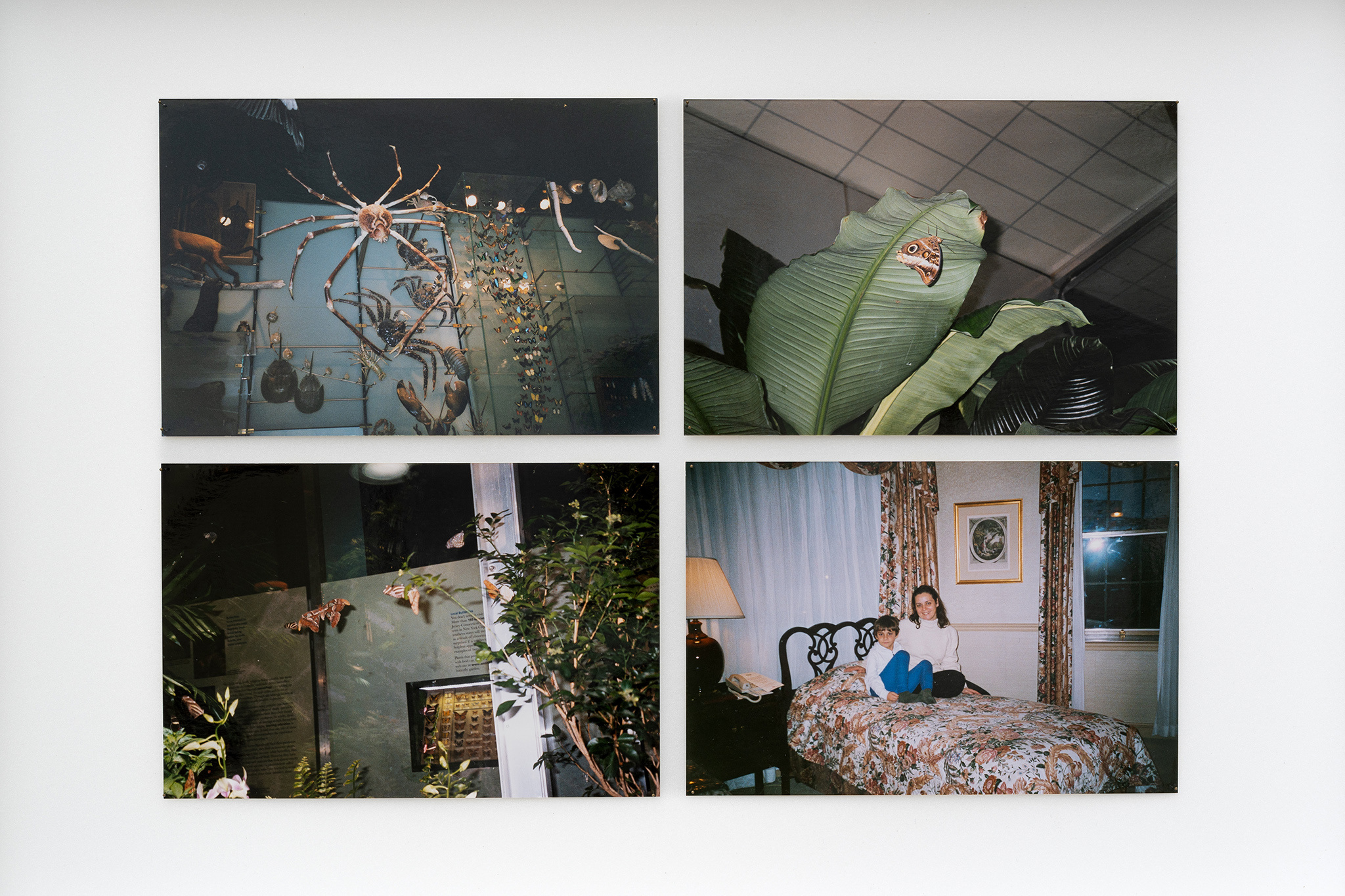 Detail of Paolo Bufalini, The Kingdom, 2022. Eight photographs, pins, and entomological cases, three elements 52x39x5cm each. Courtesy of the Artist and La Rada, Locarno. Photography by Manuel Montesano.