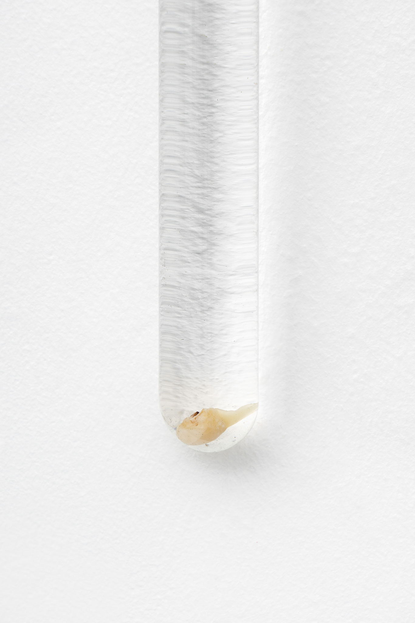 Detail of Paolo Bufalini, Y (Luca), 2023. Borosilicate glass, hydrochloric acid, water, milk tooth, 48x80x1,8cm Courtesy of the Artist and La Rada, Locarno. Photography by Tiziano Ercoli & Riccardo Giancola