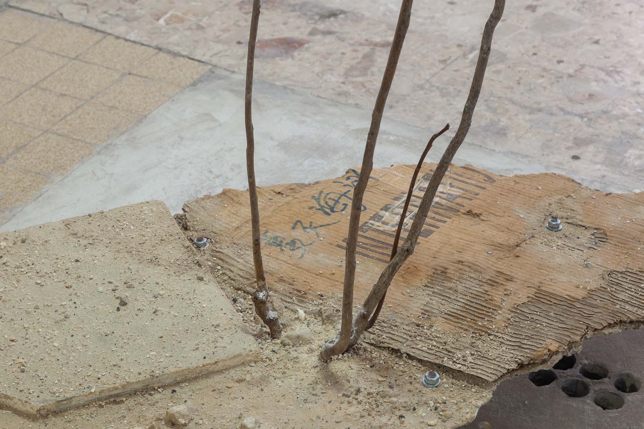 Ryder Morey-Weale, Ailanthus, 2023. Dried ailanthus altissima, sand, gravel, cement, cardboard, plaster, metal, dimensions variable