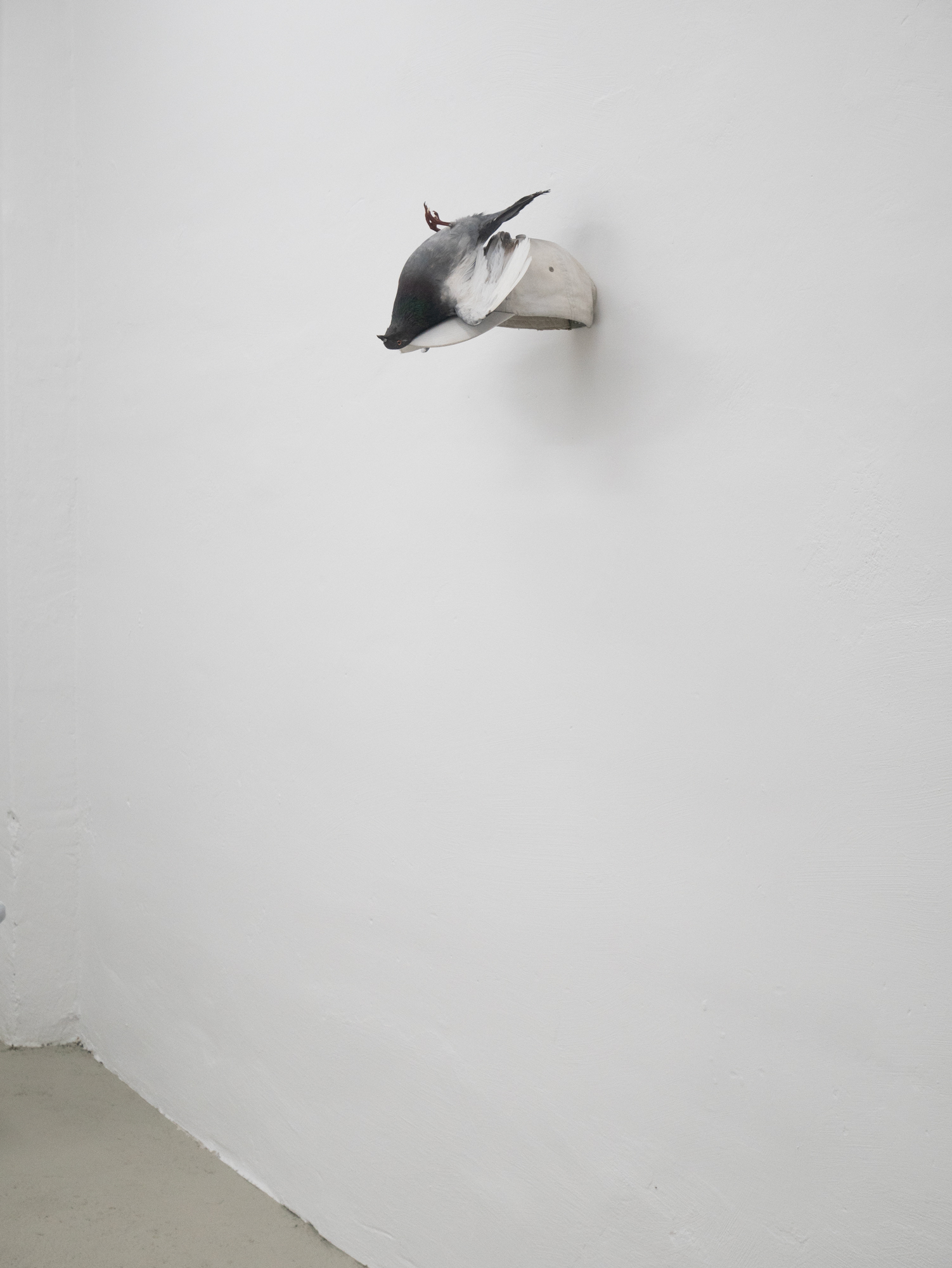 Clemens Tschurtschenthaler; whispers from above (divine intervention); 2023; taxidermied pigeon, baseball hat, gesso; 23 x 56 x 32 cm