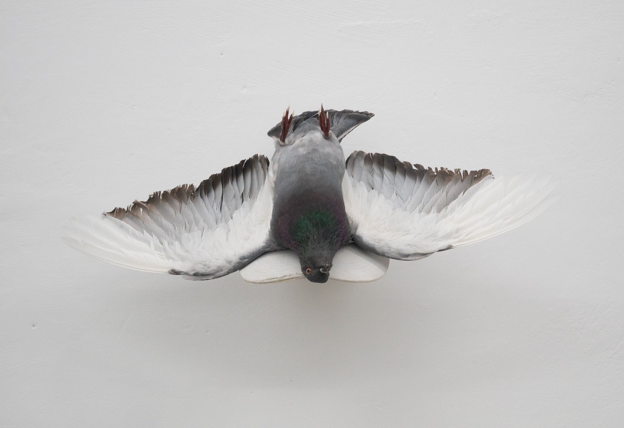 Clemens Tschurtschenthaler; whispers from above (divine intervention); 2023; taxidermied pigeon, baseball hat, gesso; 23 x 56 x 32 cm