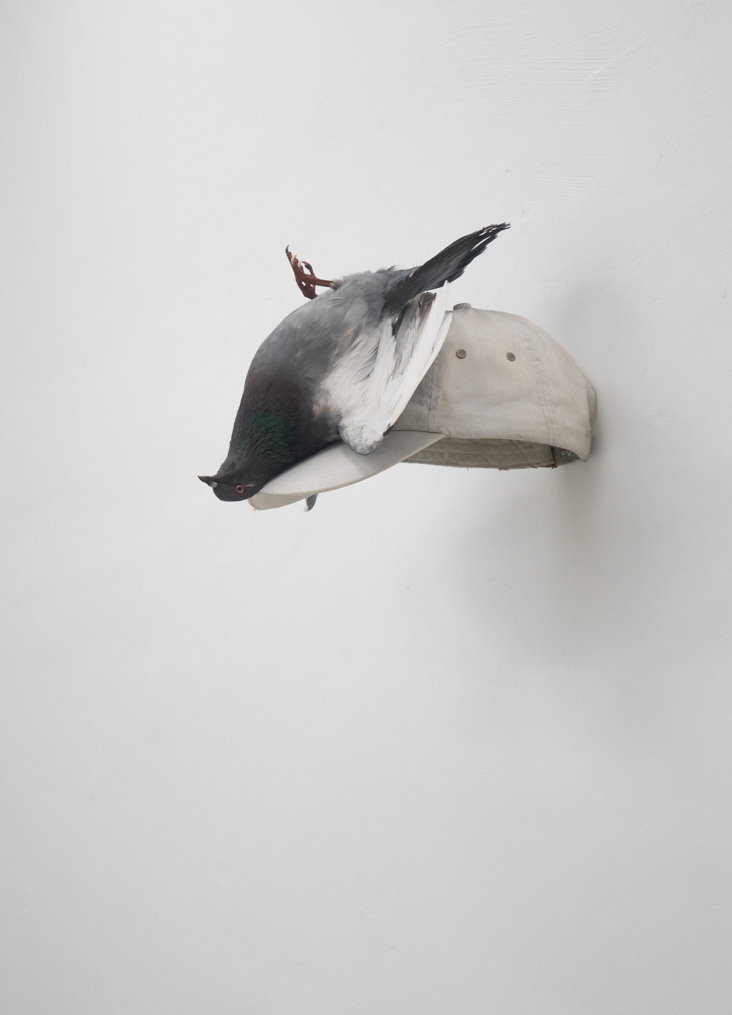 Clemens Tschurtschenthaler; whispers from above (divine intervention); 2023; taxidermied pigeon, baseball hat, gesso; 23 x 56 x 32 cm
