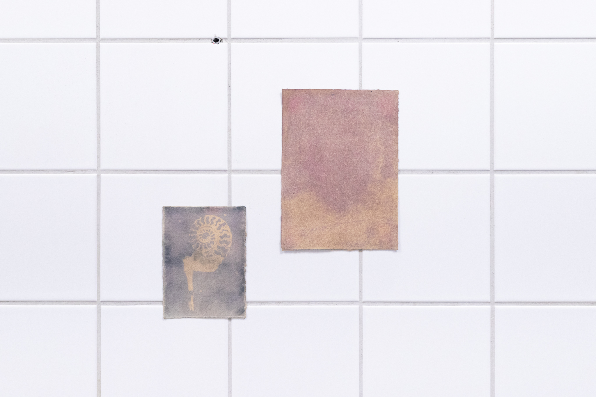 Pitted Dates: DOWNWELLING STARLIGHT, Liina Aalto-Setälä: Päivännäkemä IV, 2023, anthotype on black beans, sunlight exposure,13x10cm + Päivännäkemä V, 2023, anthotype on sorbaronia mitschurini, 18,5x13,5cm