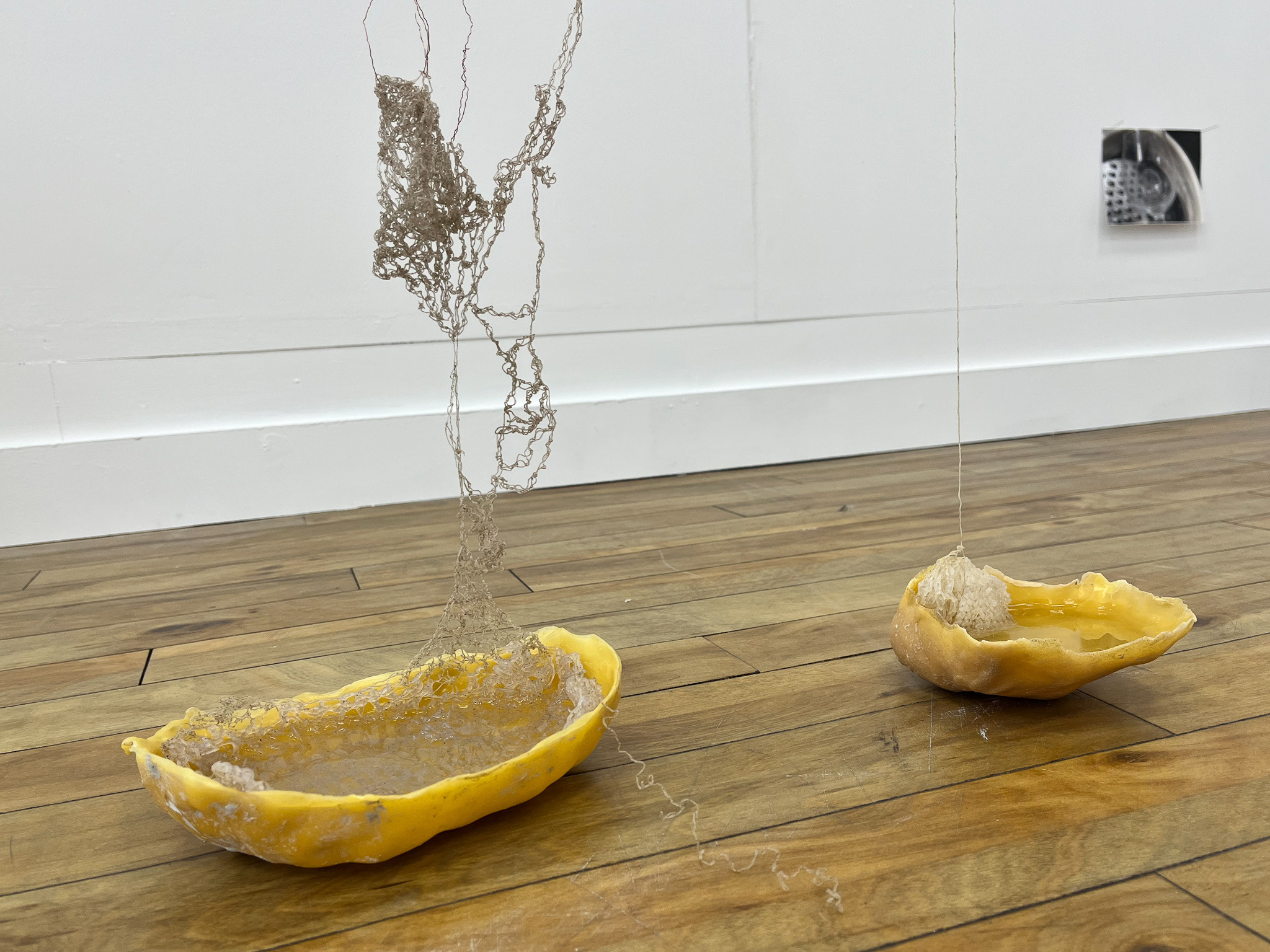 Title: 'Resurrection and Decay of a Jellyfish' - last stage