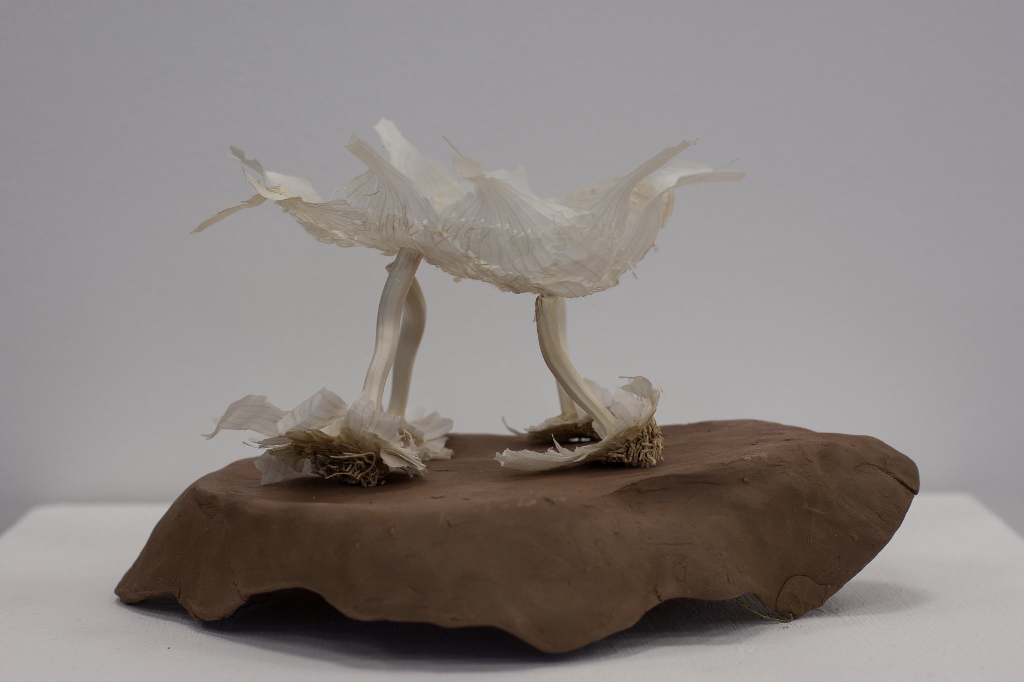 Title: 'Garlic Skin, Bagna Cauda'