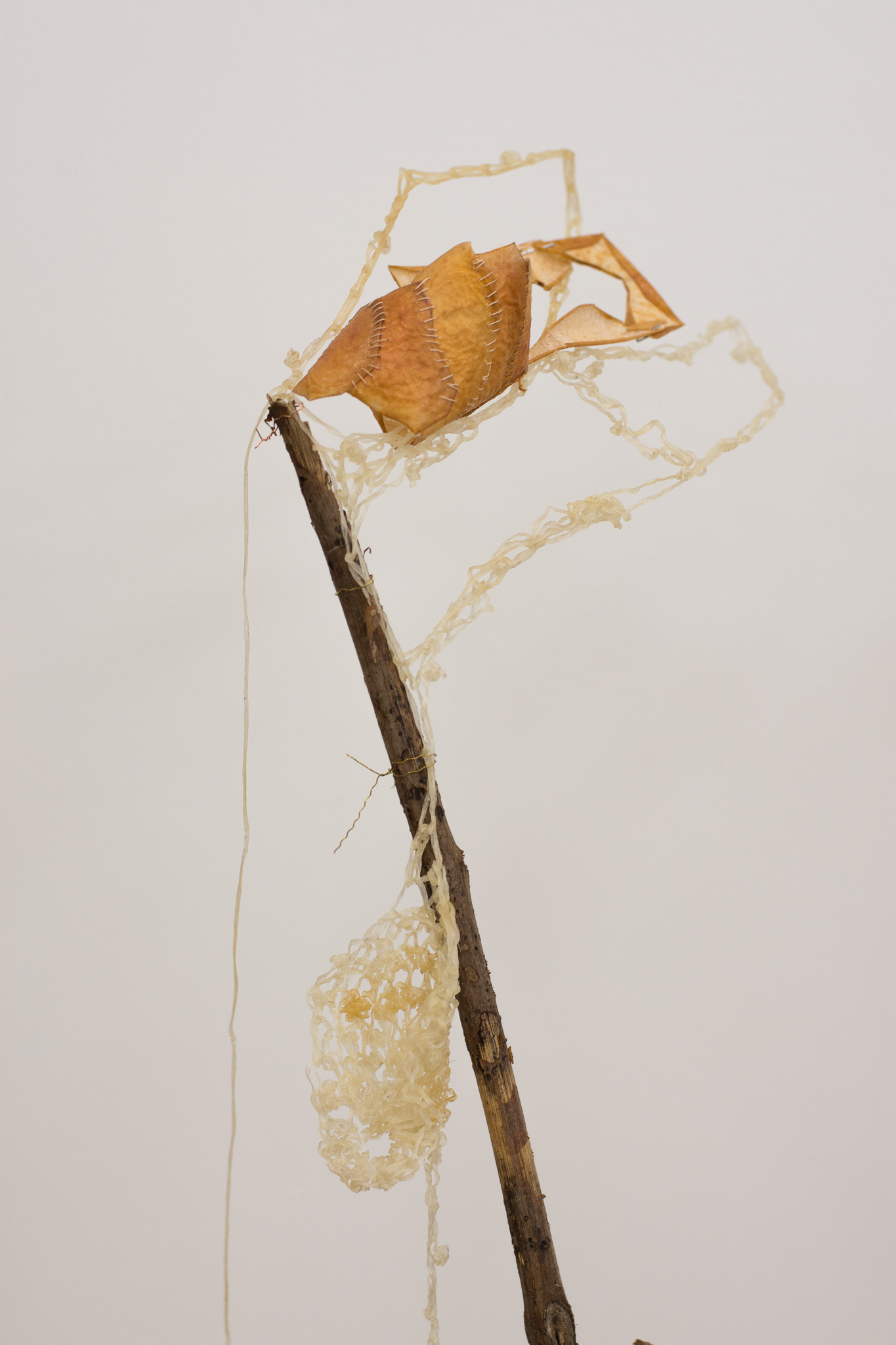 Title: 'Butterfly Mop. Peeling an Apple, your Act of Love', detail