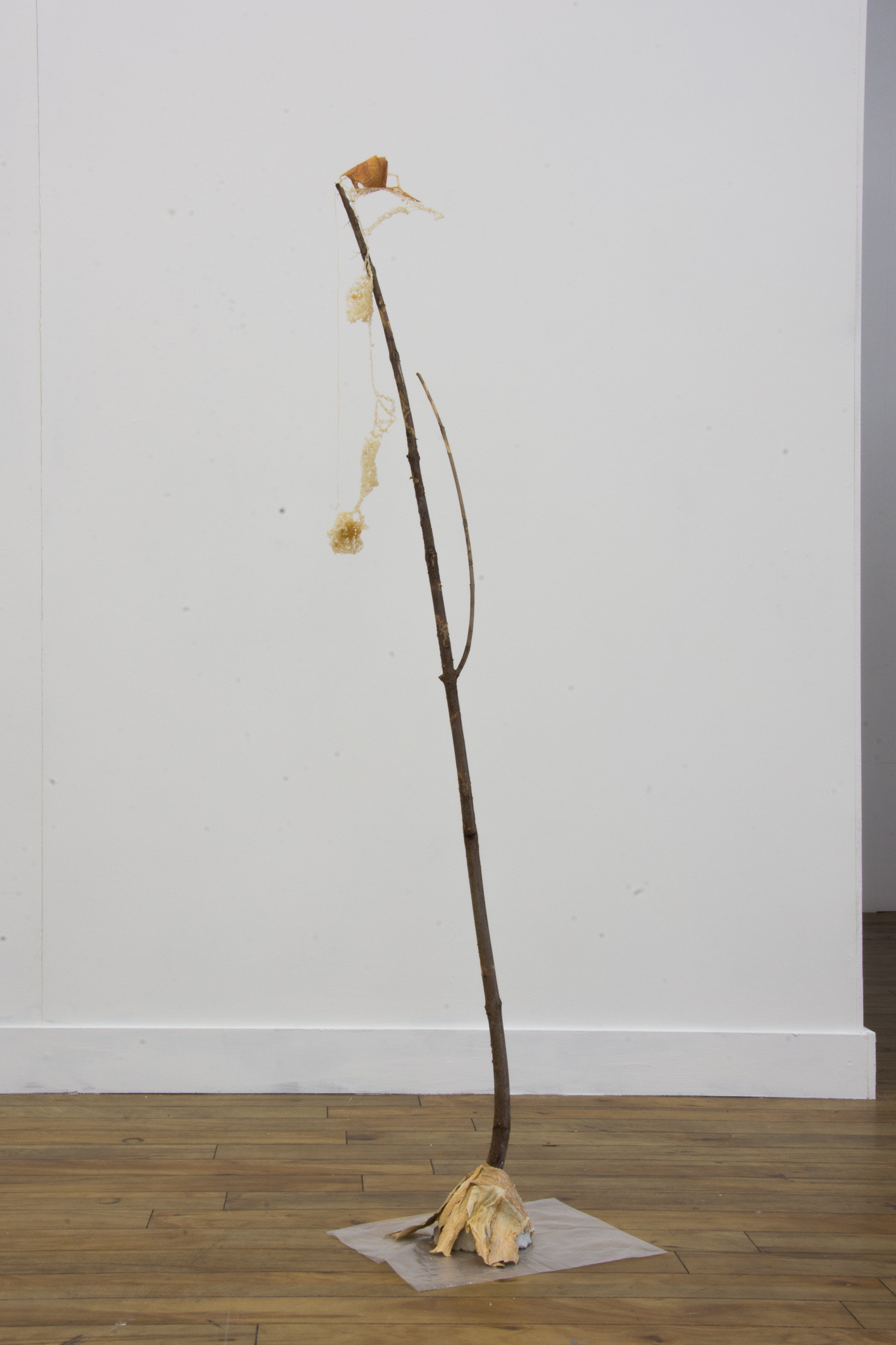 Title: 'Butterfly Mop. Peeling an Apple, your Act of Love'