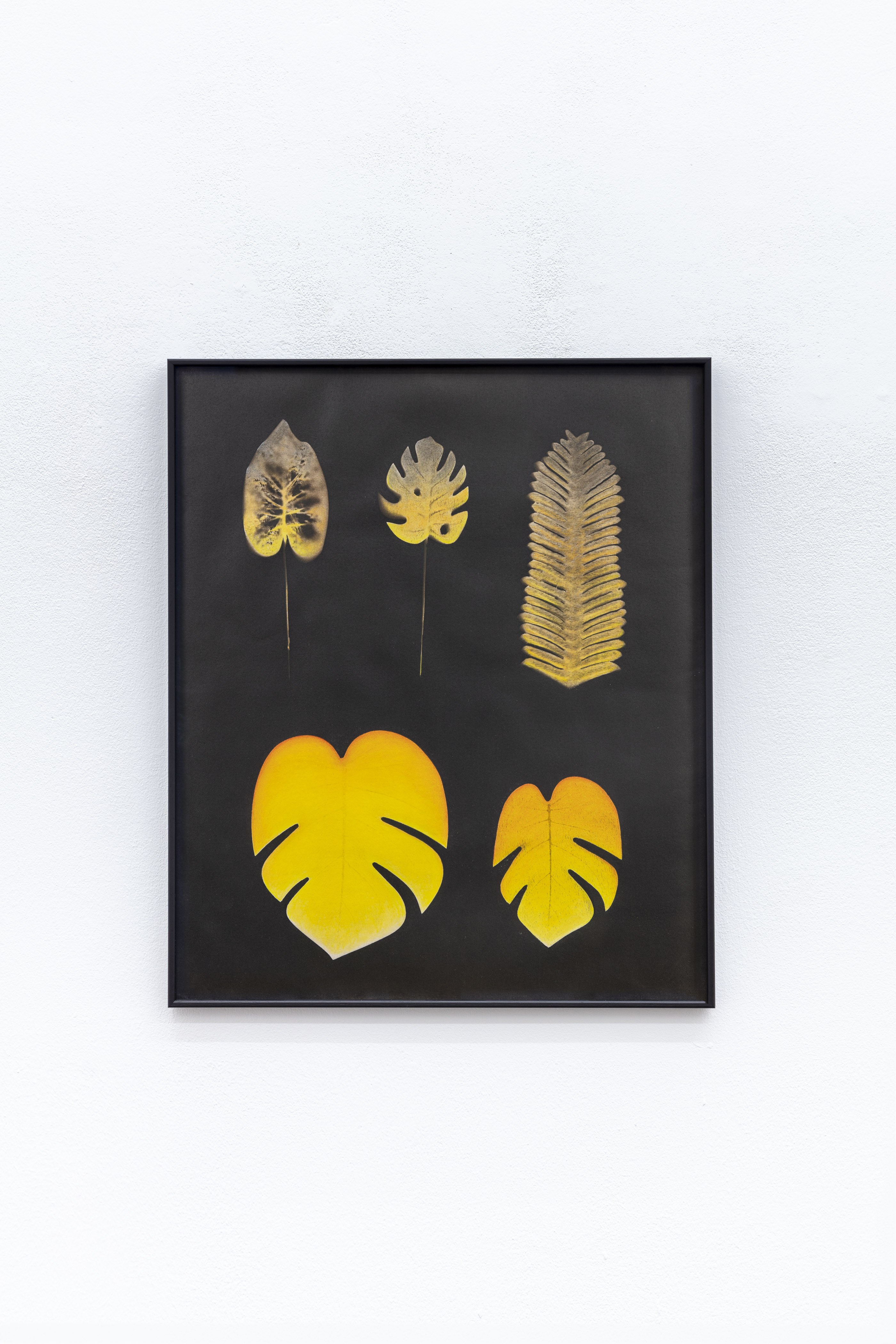 Veronika Hilger, Untitled, 2023, cyanotype, pastel chalk, 56 Ă 47 cm, VH/P 129