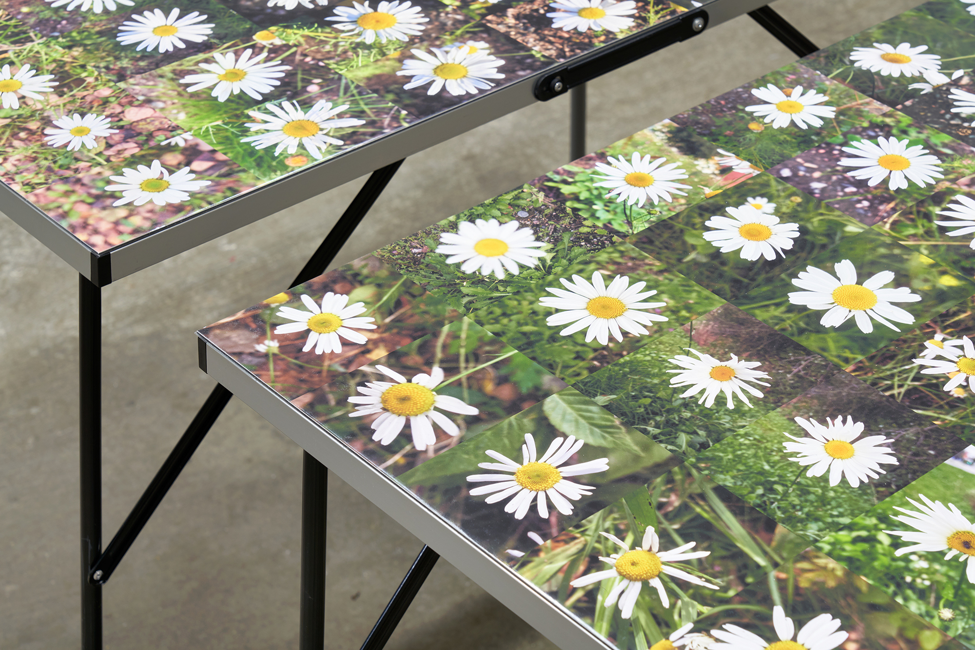Mikko Kuorinki, Daisy table (1-6), 252 digital photographs of flowers belonging to the daisy family, inkjet prints on archival papers wrapped in protective plastic sheets, foldable tables with adjustable legs, 100 x 60 cm, variable heights.