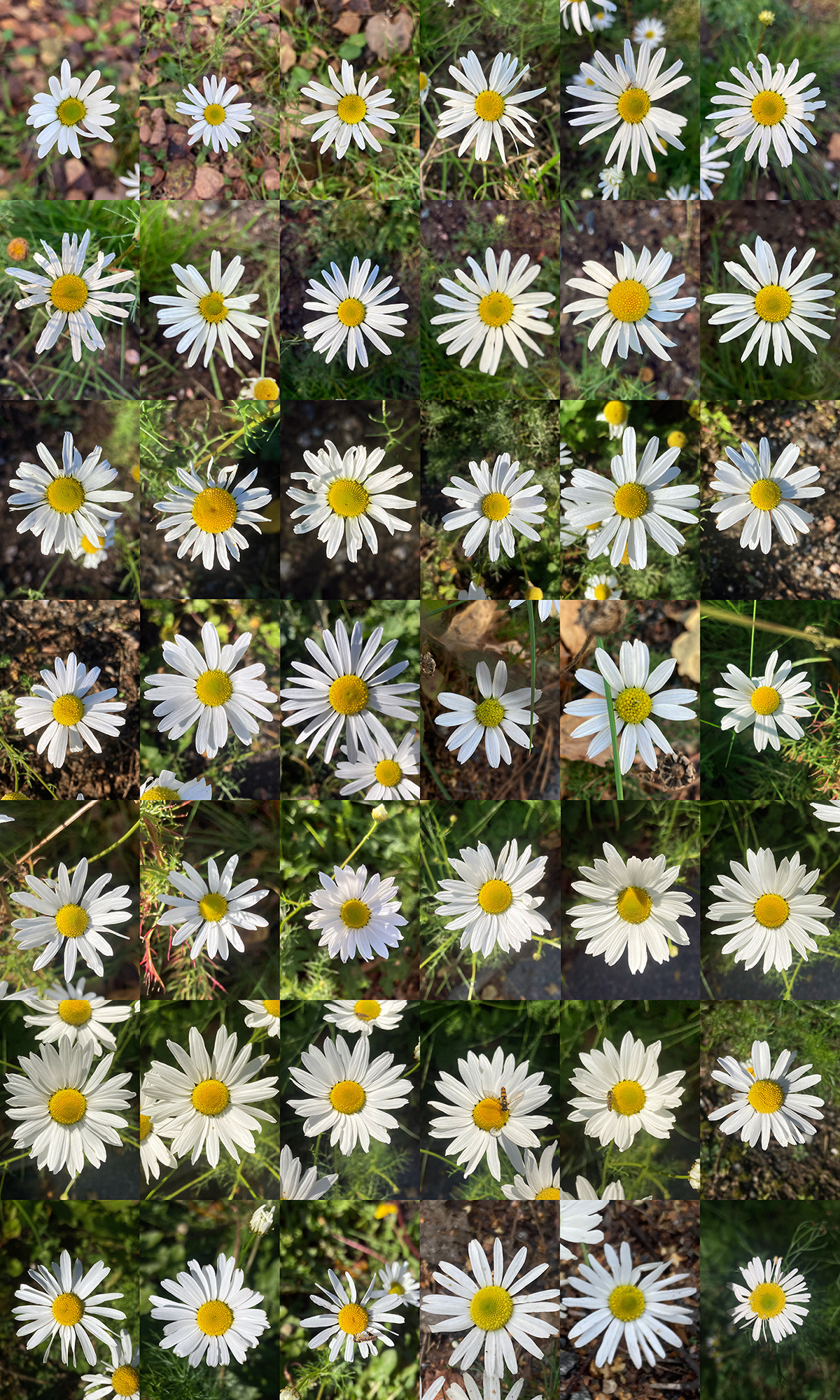 Mikko Kuorinki, Daisy table (4)