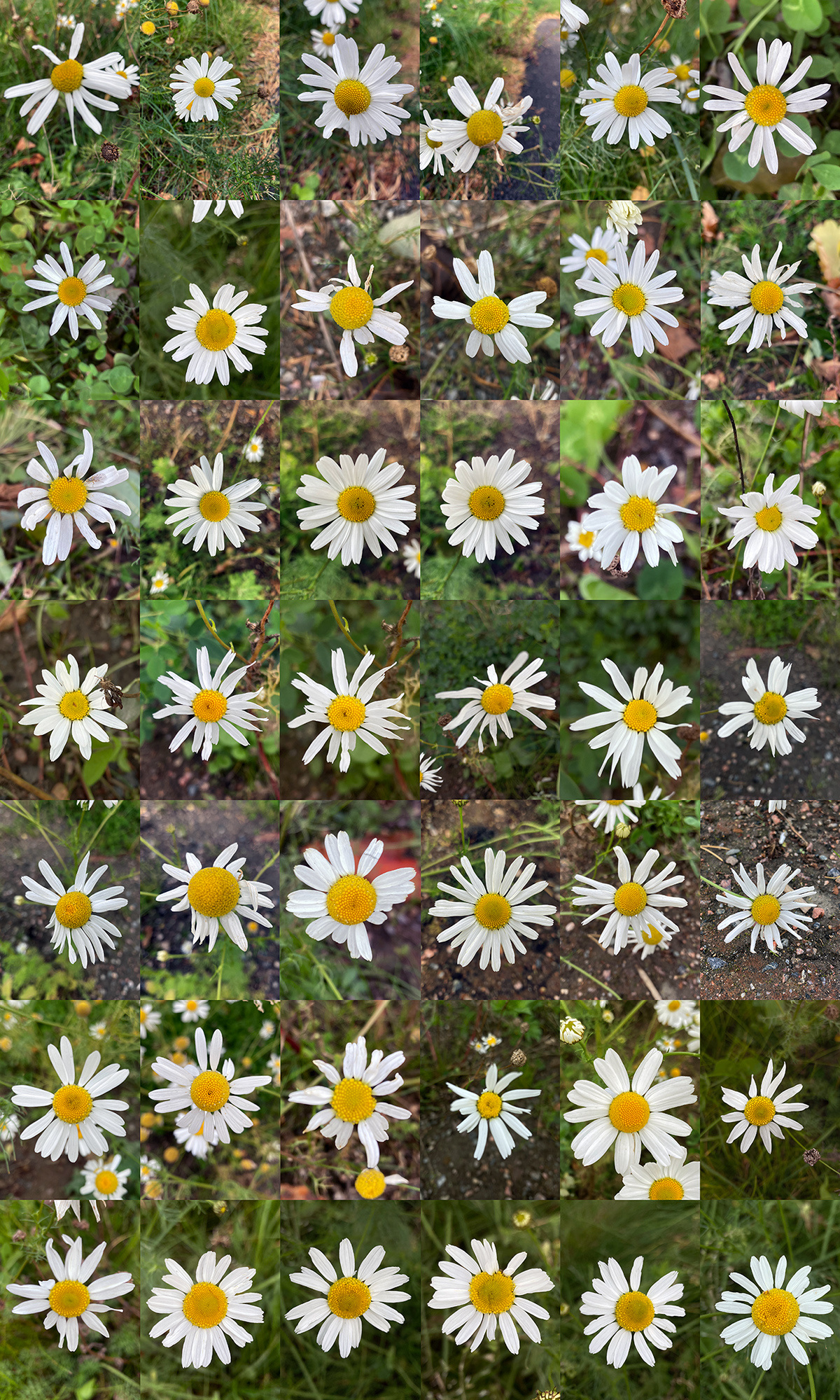 Mikko Kuorinki, Daisy table (5)