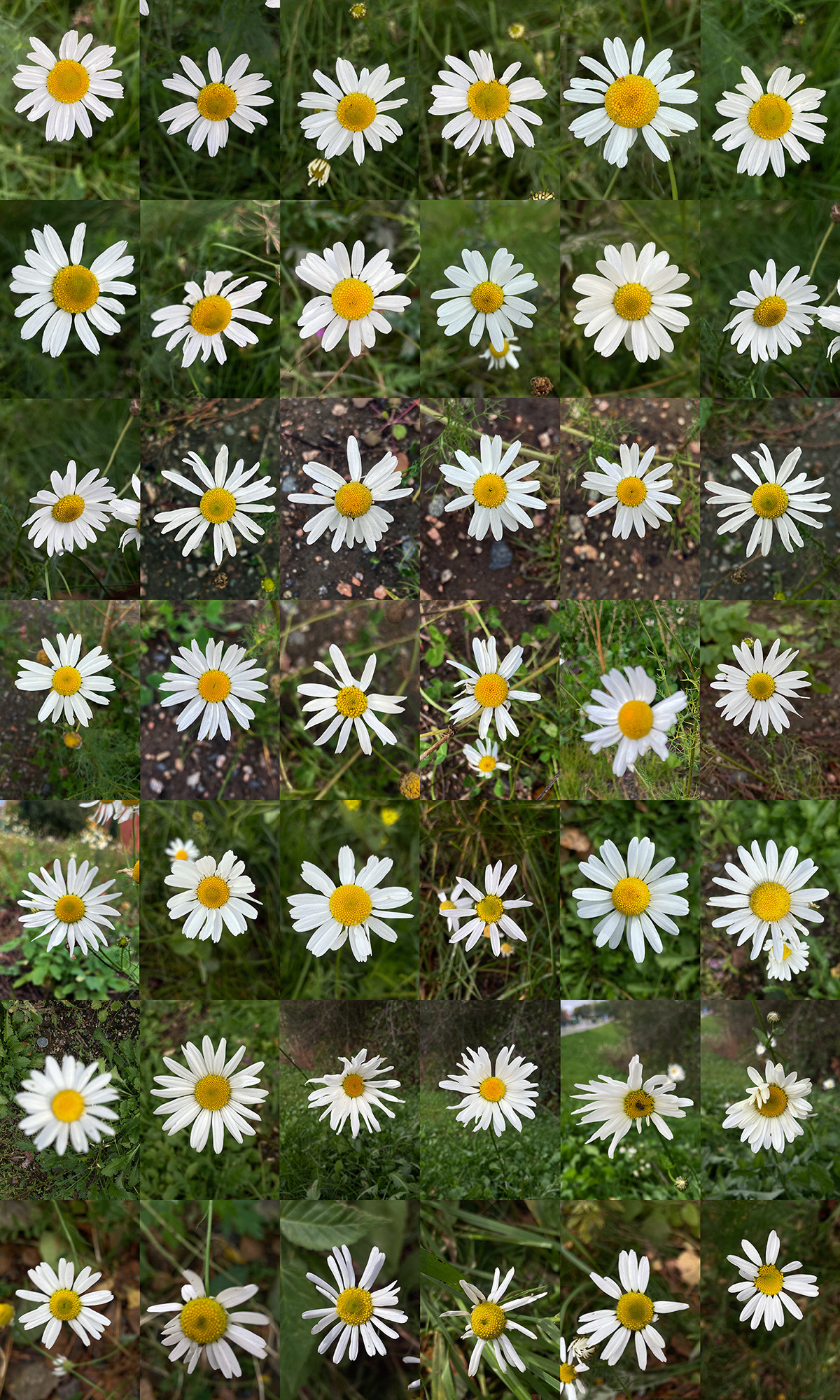 Mikko Kuorinki, Daisy table (6)