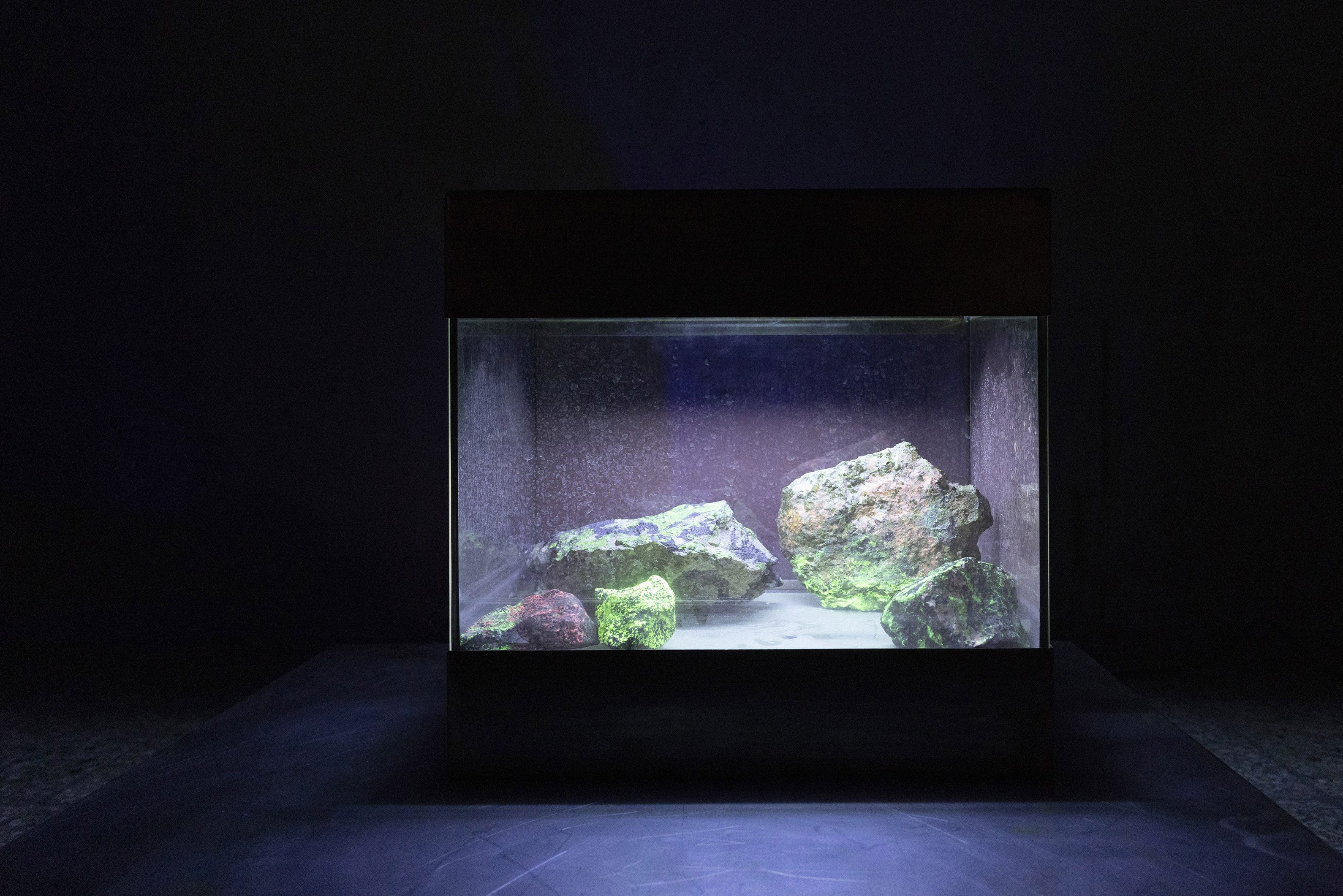 Untitled (Spectators), steel, glass, UVC-light, computer, phosphorescent rocks, 75 x 75x 45 cm, 2023