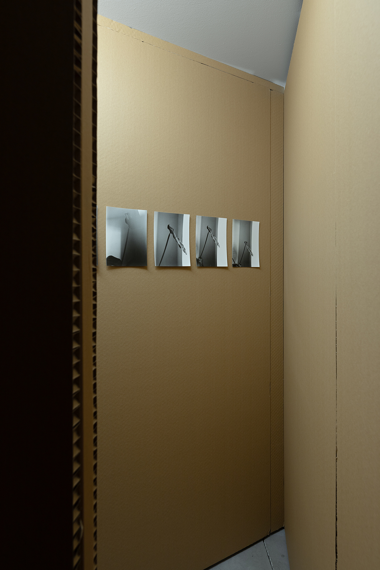Ian Waelder. 1993â series, 2022â2023. Gelatin silver prints. An ongoing series of portraits of a Monstera plant gifted to Waelder's mother on the day he was born, still alive and growing today in their house.