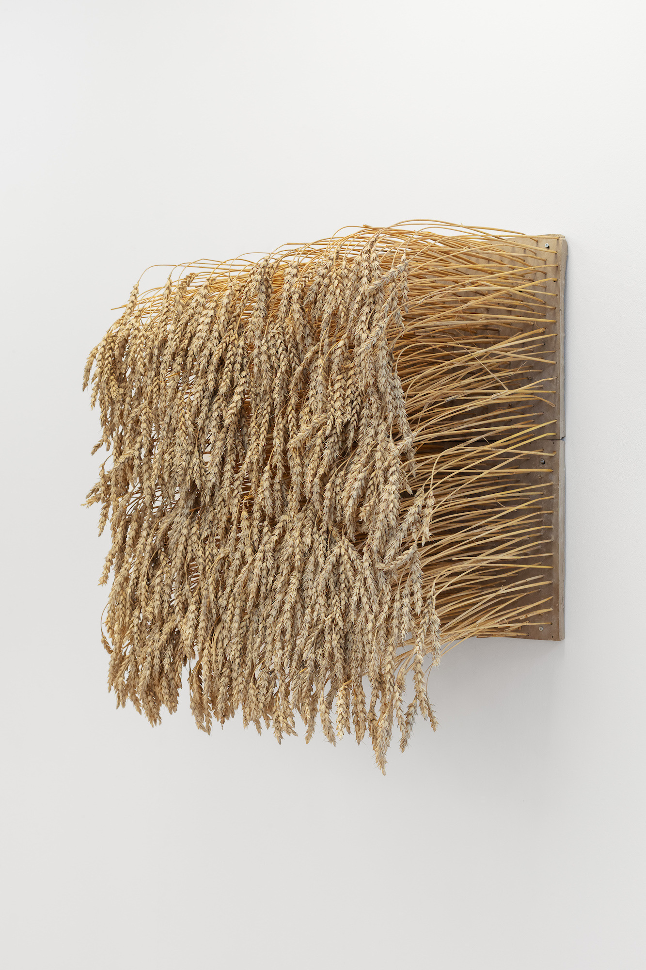 Sidsel Bonde, Aks i øyehøyde, 2021, Wheat, clay, 60 x 60 x 40 cm