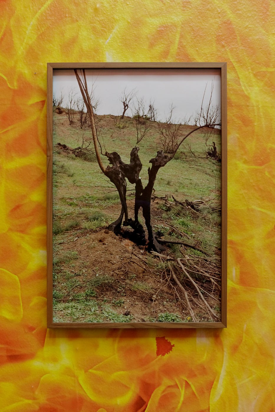 kho_kassandra_burnt tree_exhibition detail