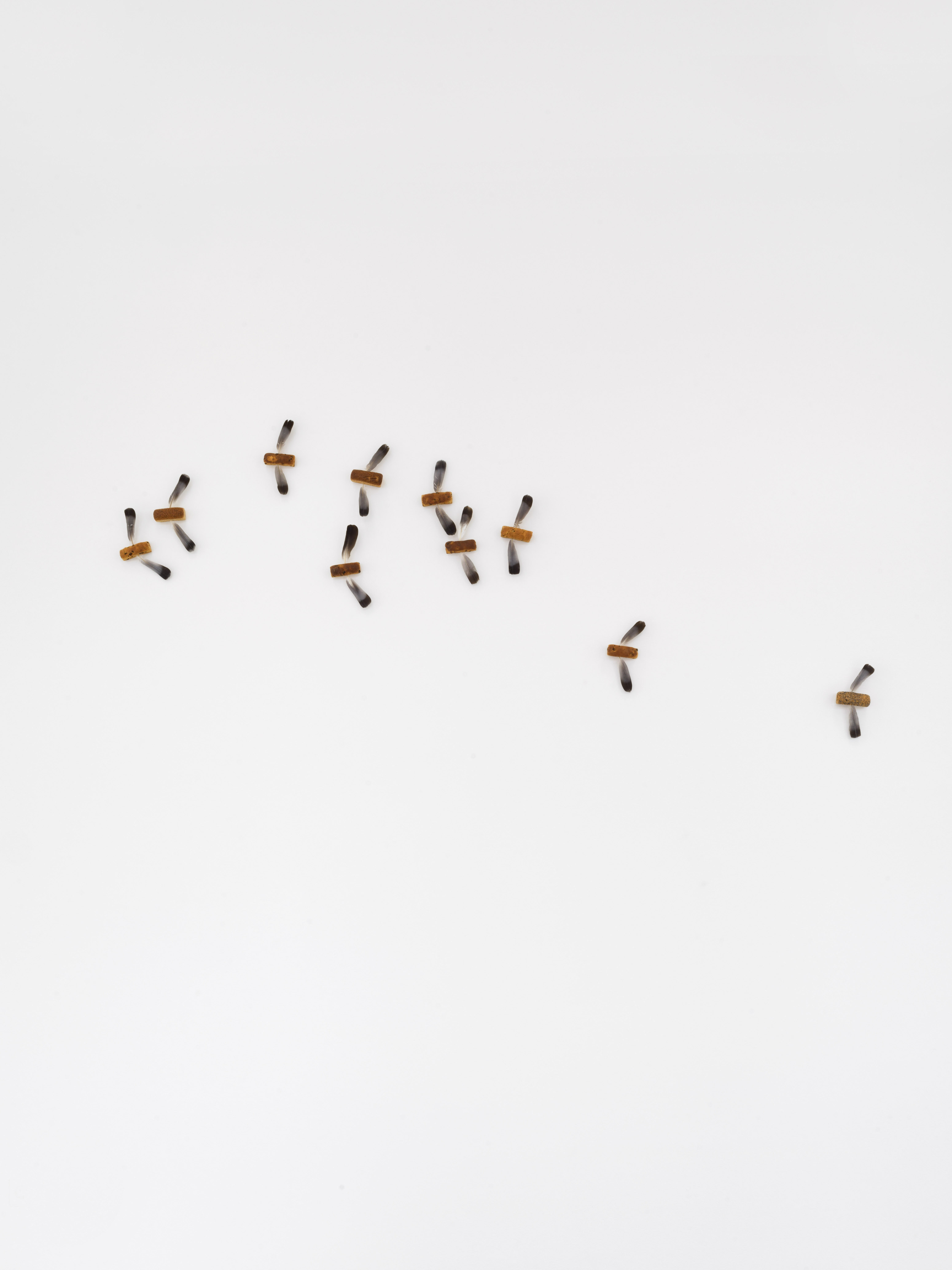 Lothar Baumgarten, „Moskitos“, 1969 (Detail), 18 Breads, 36 pigeon feathers, Bread with feathers each 22,2 x 10,8 x 5,1 cm Dimension variable © Lothar Baumgarten Estate, VG Bild-Kunst, Bonn 2024