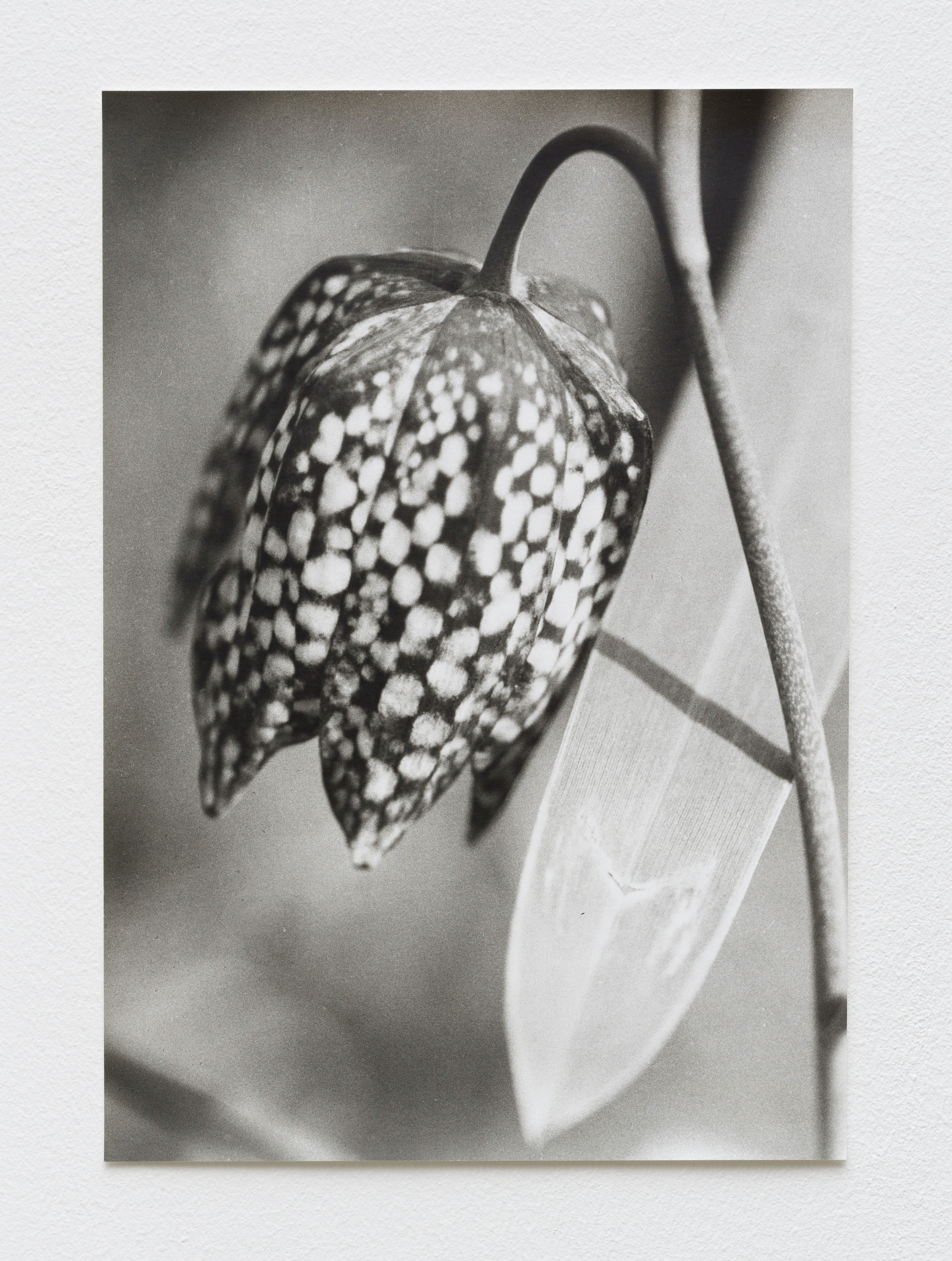 Jochen Lempert, „Schachbrettblume“, 2014, Silver gelatin print, 60,5 x 39,5 cm © Jochen Lempert, VG Bild-Kunst, Bonn 2024
