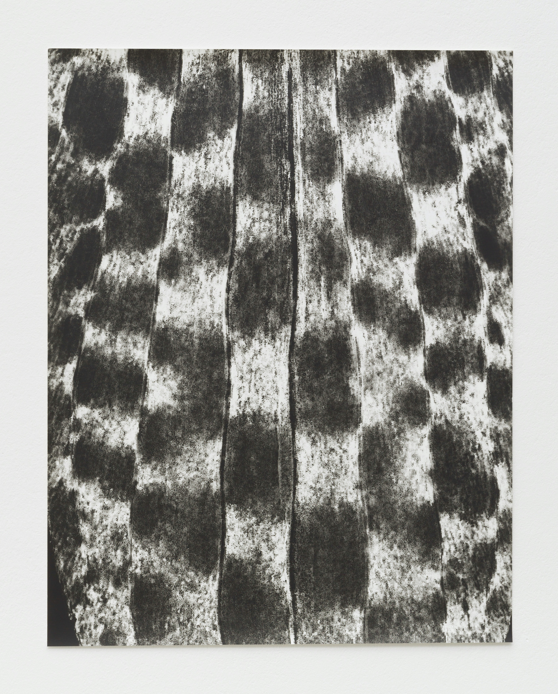 Jochen Lempert, „Schachbrettblume“, 2022, Foliogram, 48,5 x 38 cm © Jochen Lempert, VG Bild-Kunst, Bonn 2024